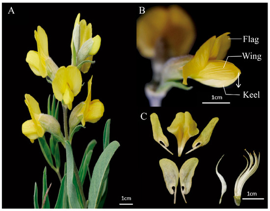 Synergistic Effects of Flower Color and Mechanical Barriers on