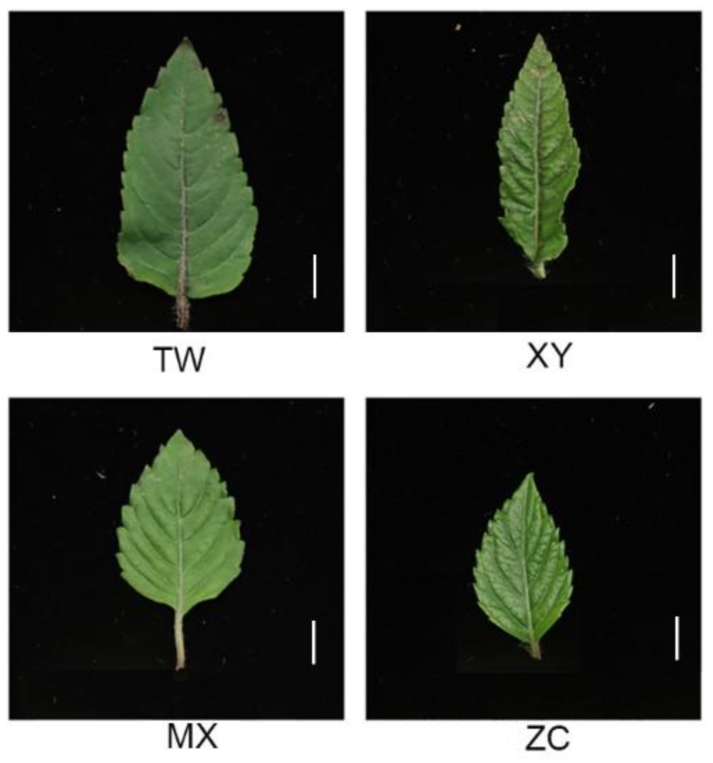 Plants 14 01585 g001