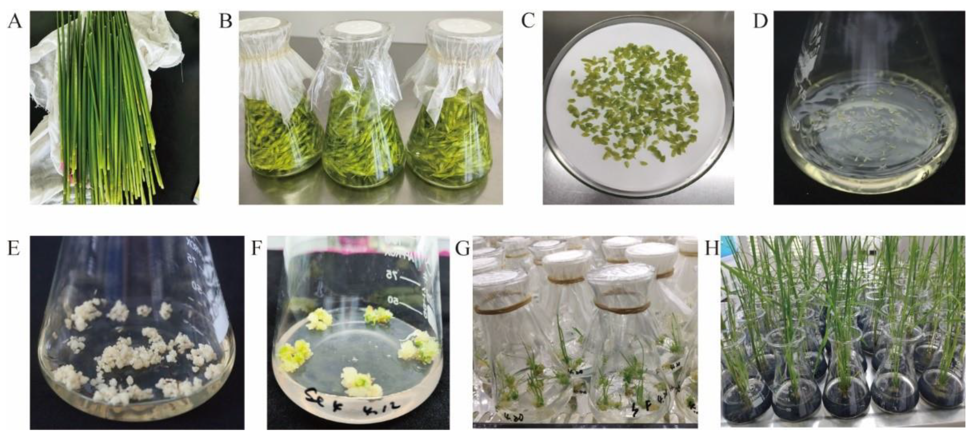 Plants 14 01586 g001