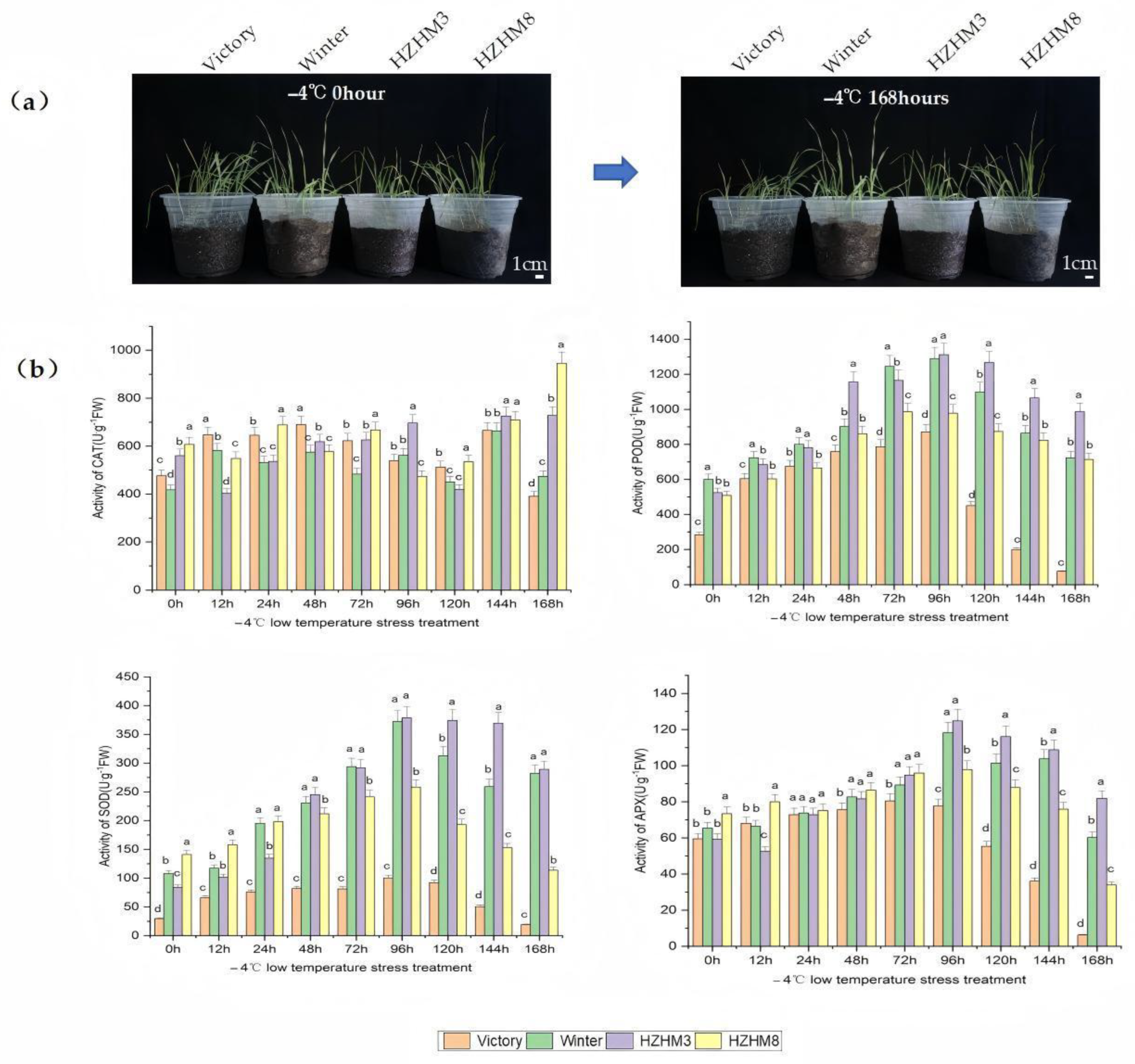 Plants 14 01588 g001