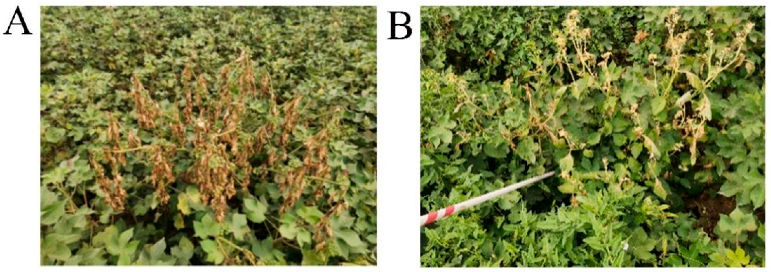 Plants 14 01589 g001