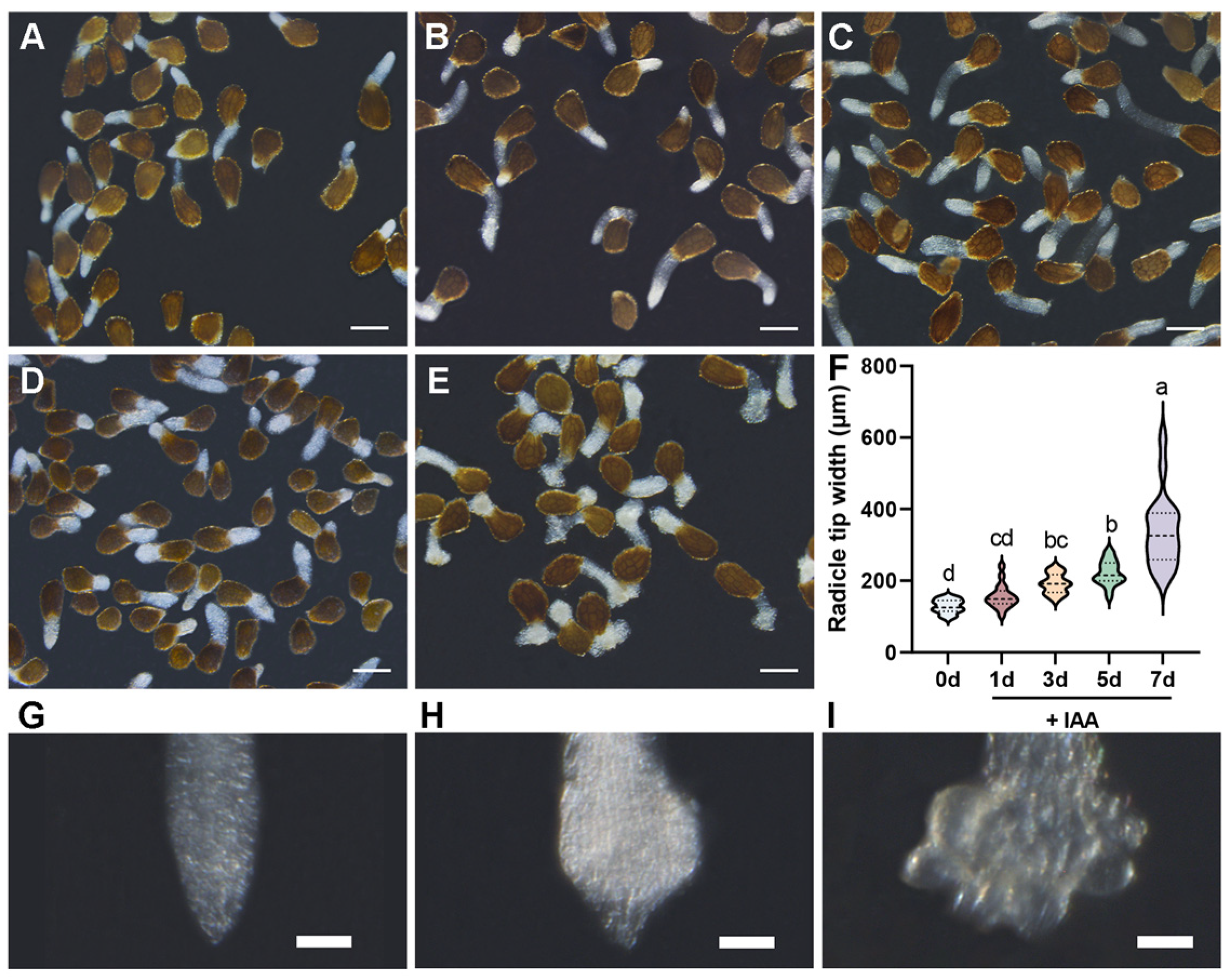 Plants 14 01591 g001