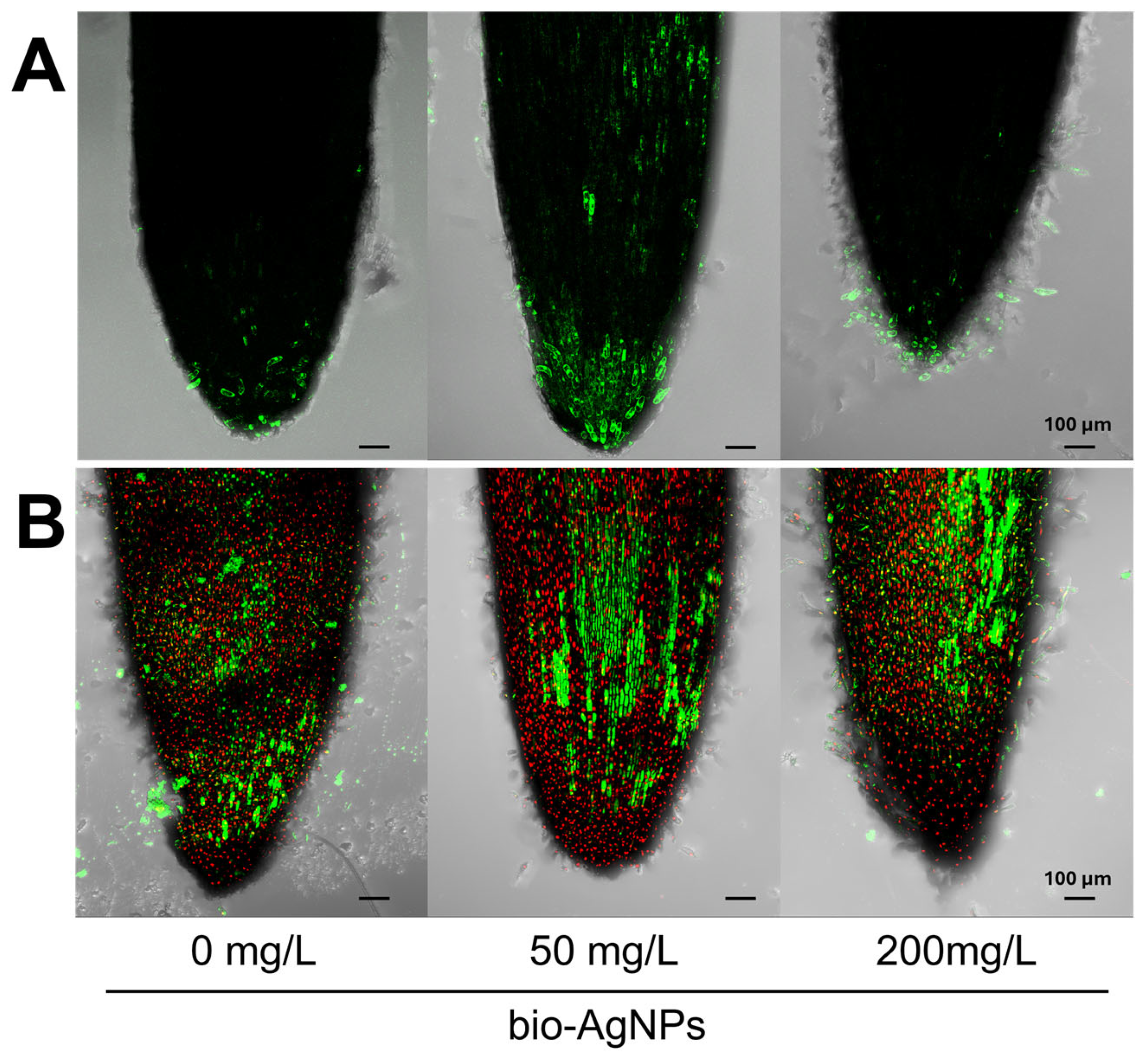 Plants 14 01594 g001 Plants 14 01594 g001