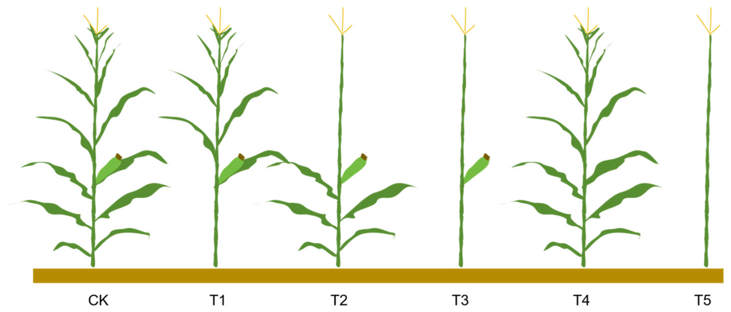 Plants 14 01598 g007