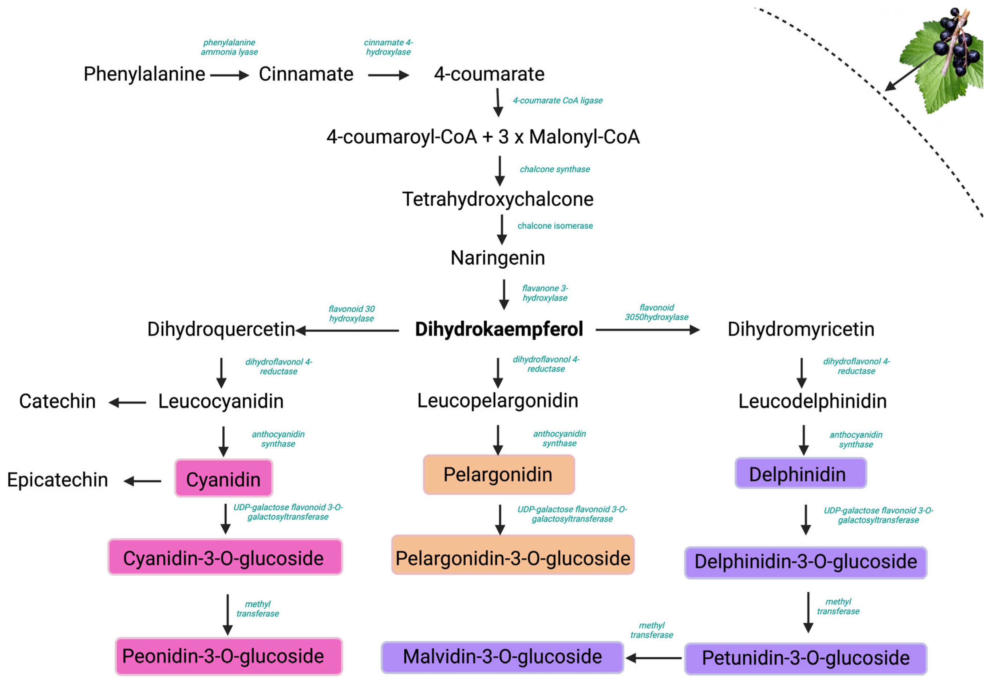 Plants 14 01604 g007