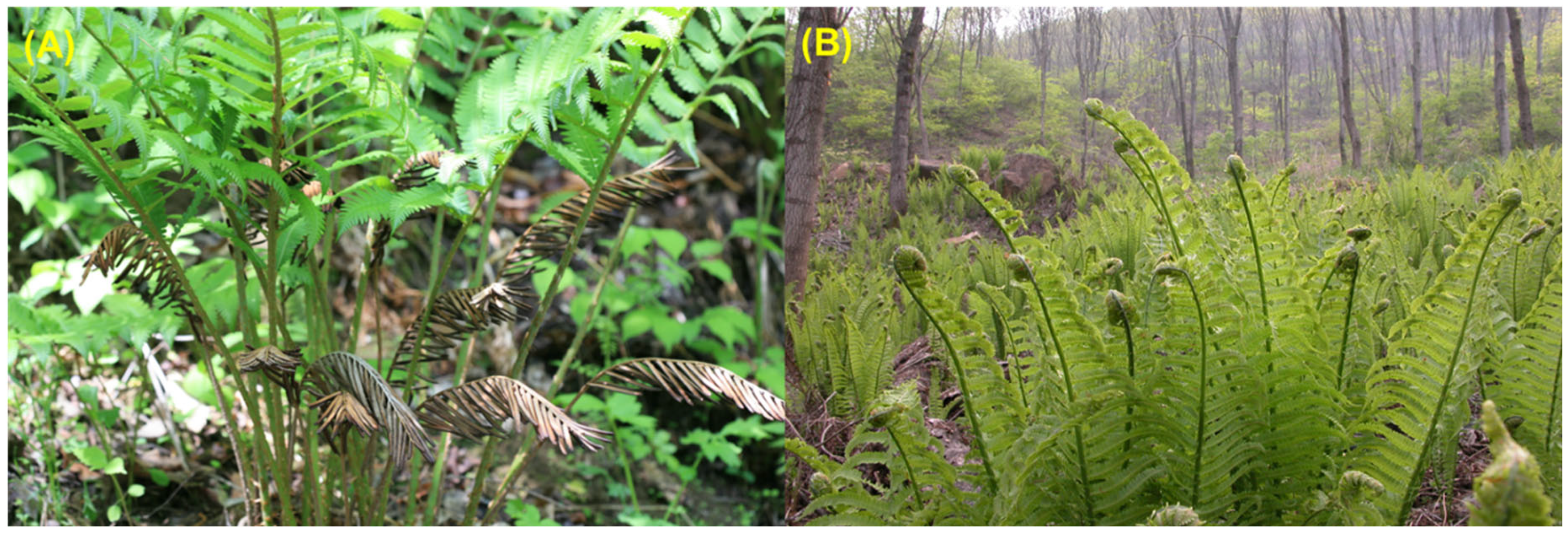 Plants 14 01608 g001 Plants 14 01608 g001