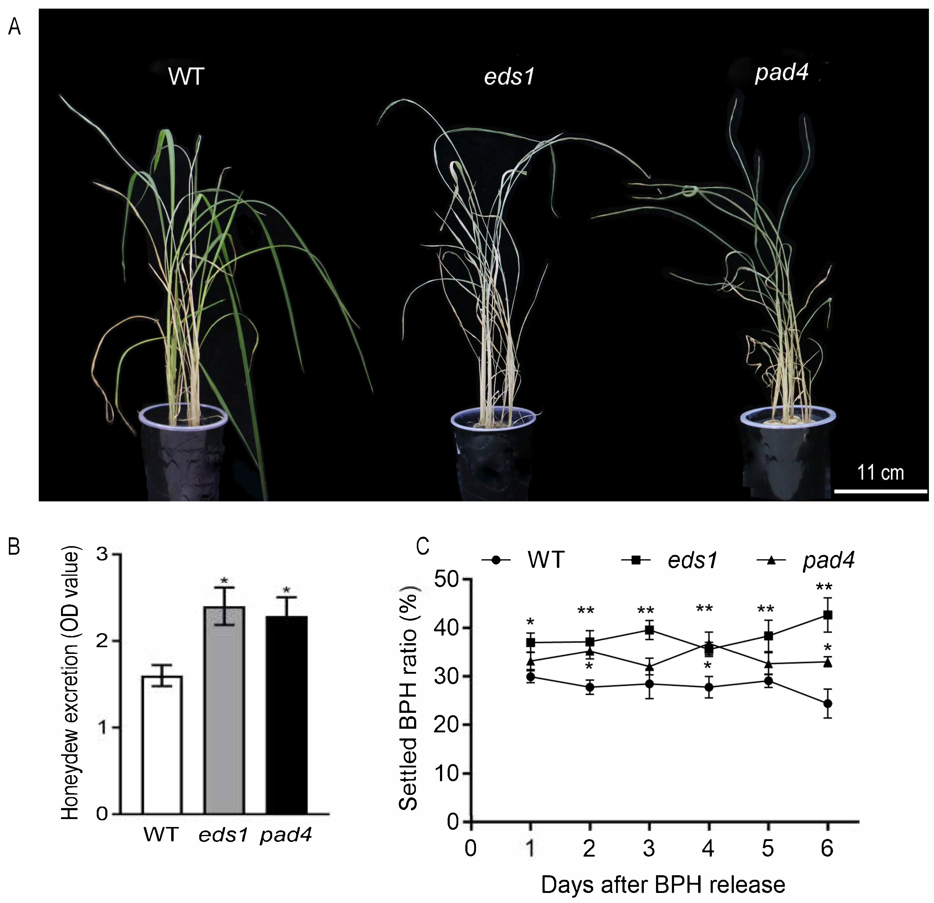 Plants 14 01612 g002