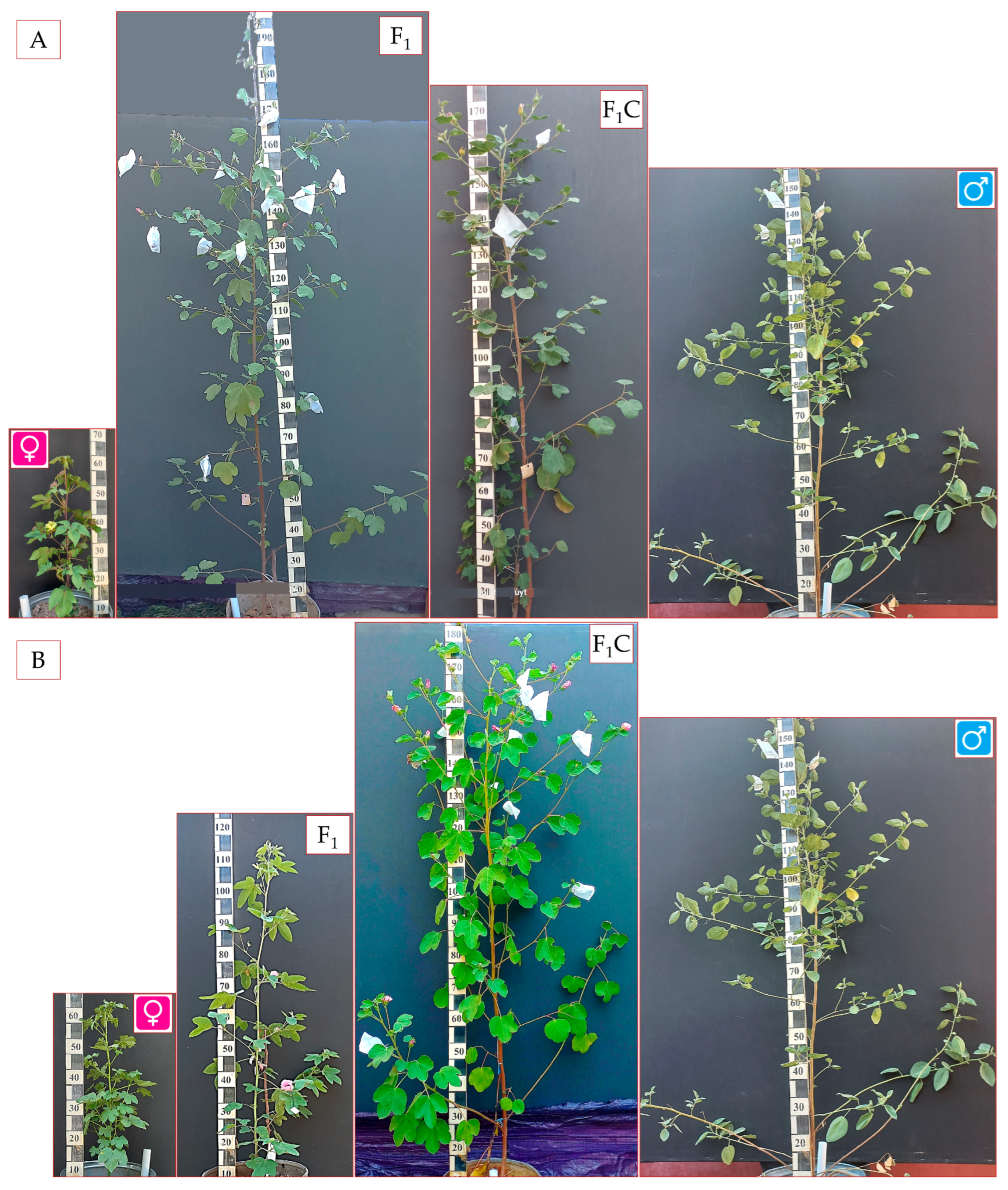 Plants 14 01620 g001