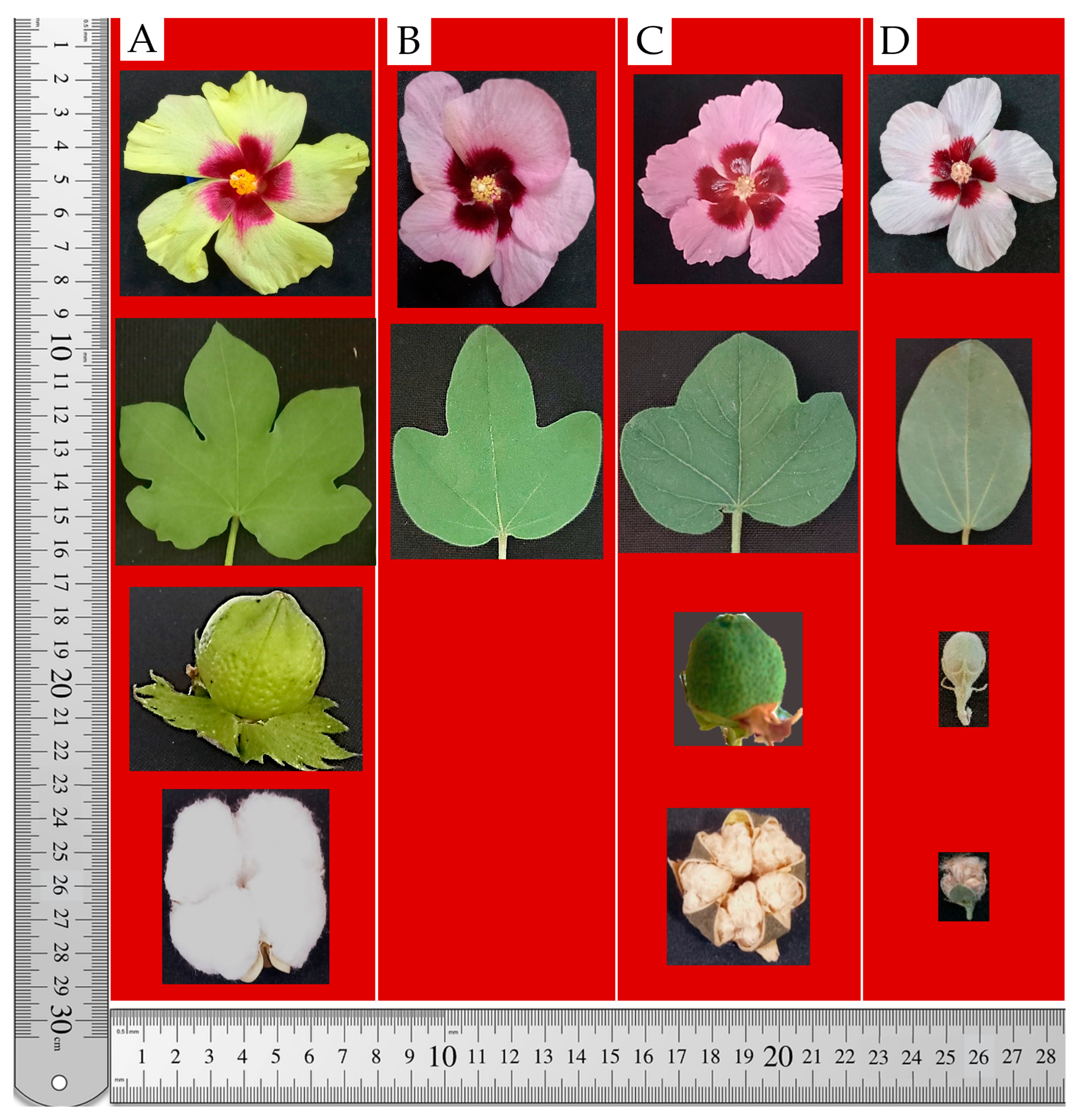 Plants 14 01620 g003