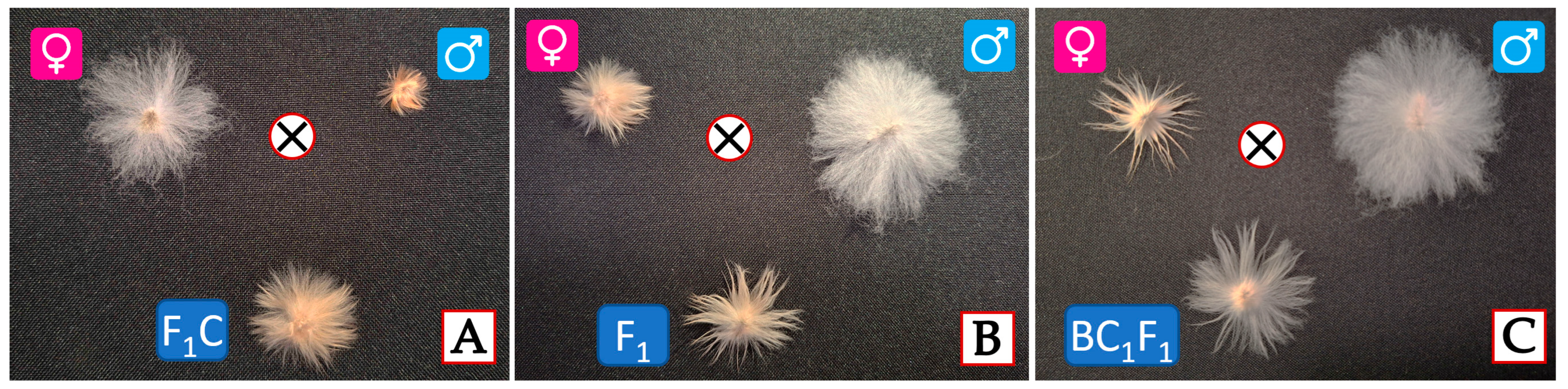 Plants 14 01620 g004