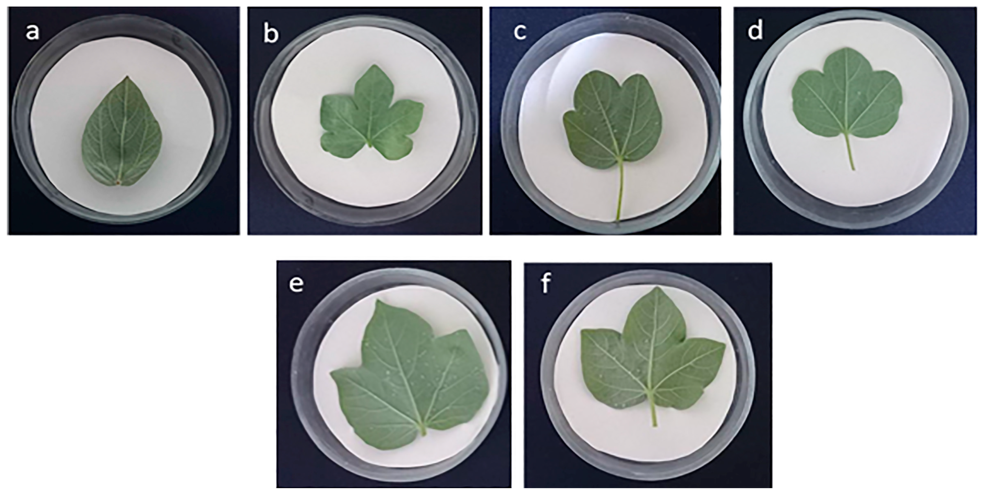 Plants 14 01620 g005