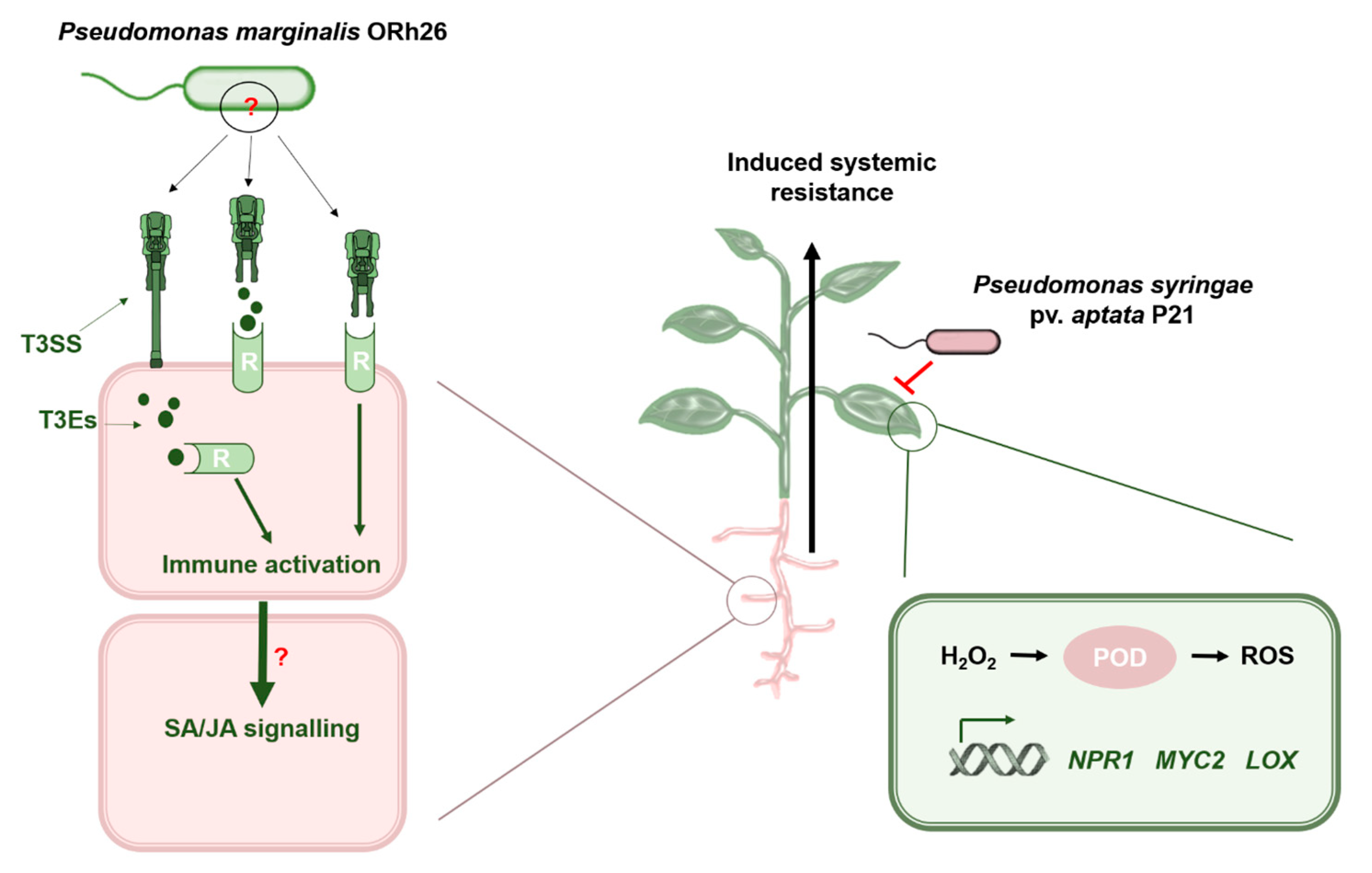 Plants 14 01621 g006