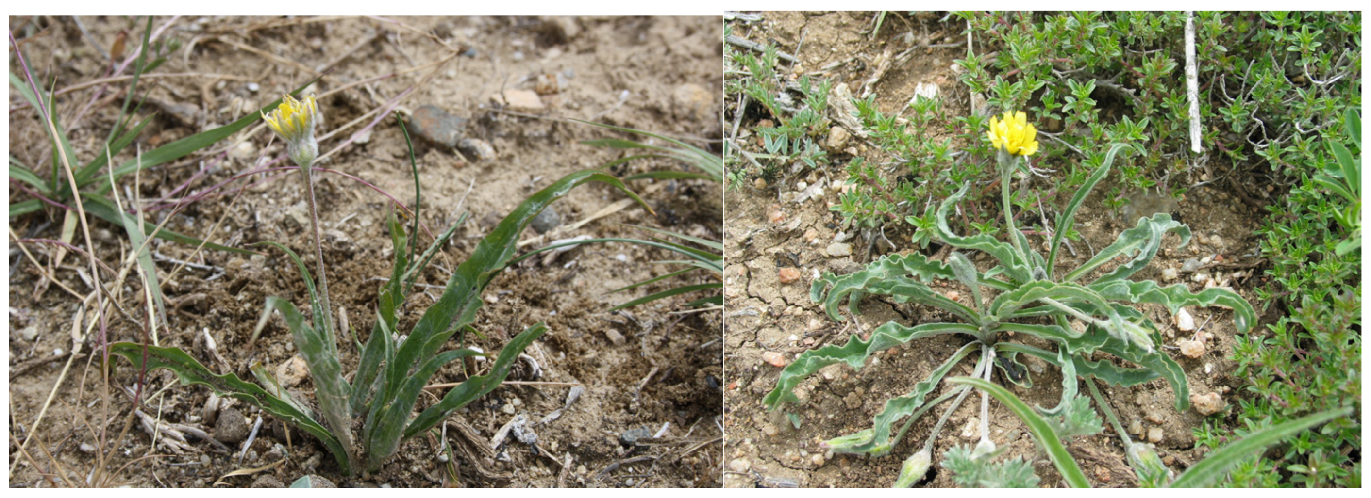 Plants 14 01624 g003 Plants 14 01624 g003