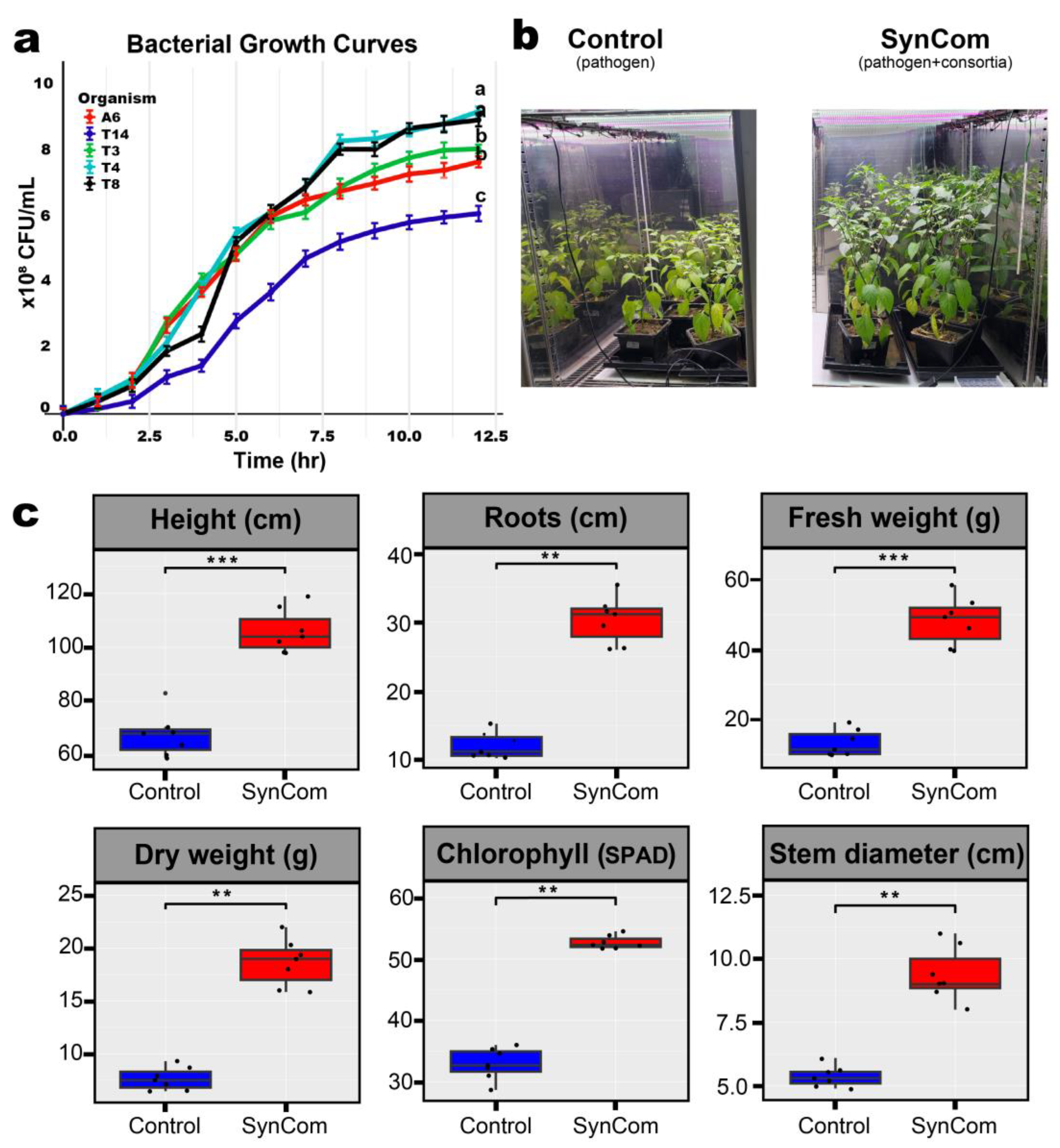 Plants 14 01625 g001