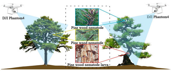 AI-Powered Plant Science: Transforming Forestry Monitoring