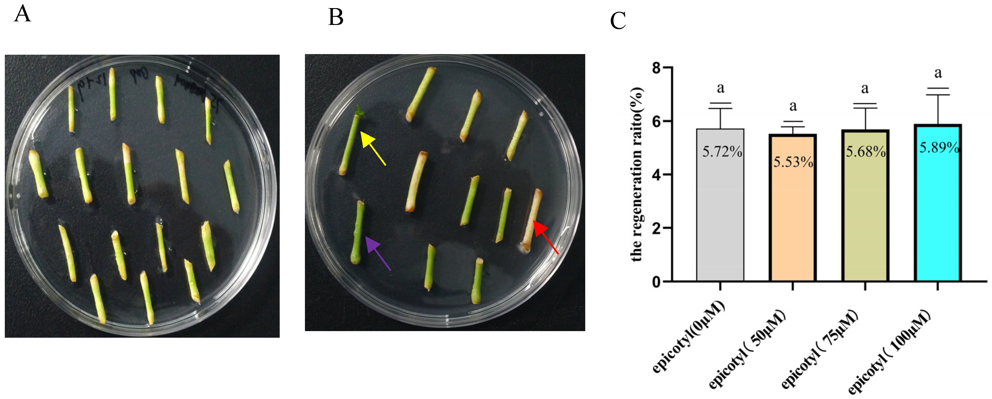 Plants 14 01629 g001