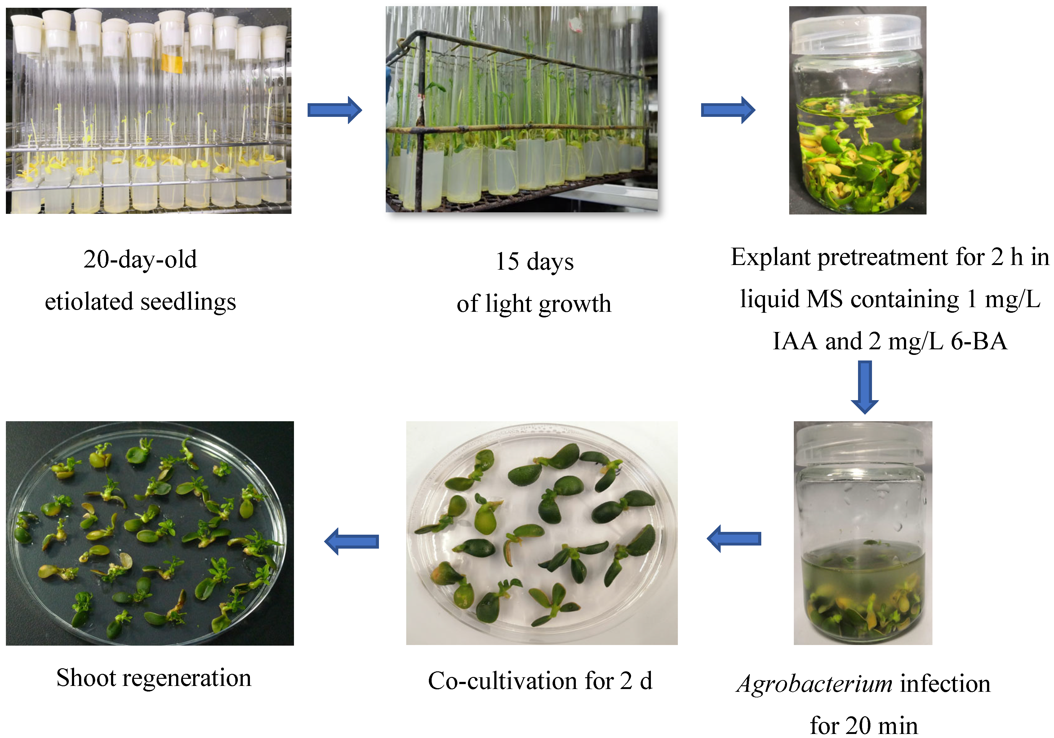 Plants 14 01629 g002