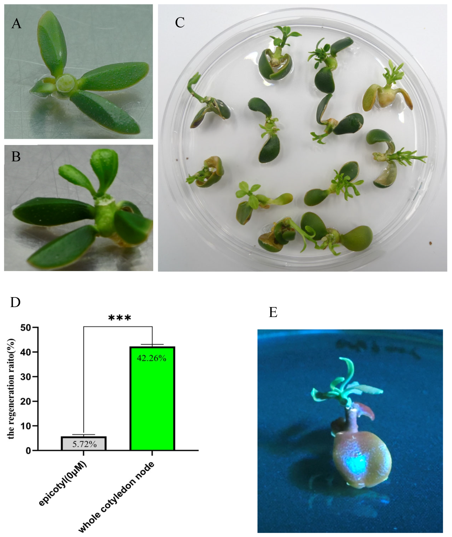 Plants 14 01629 g003