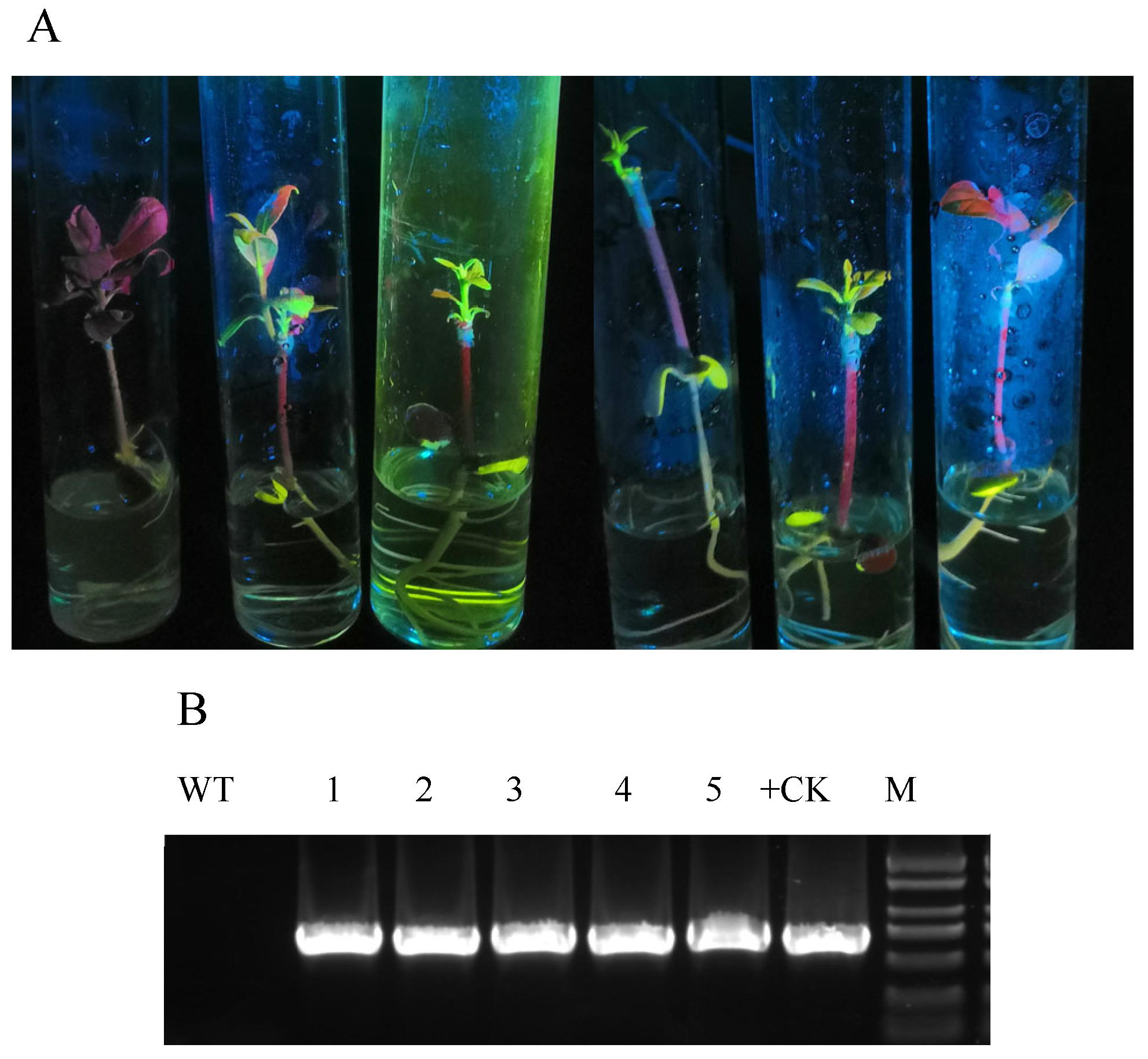 Plants 14 01629 g004