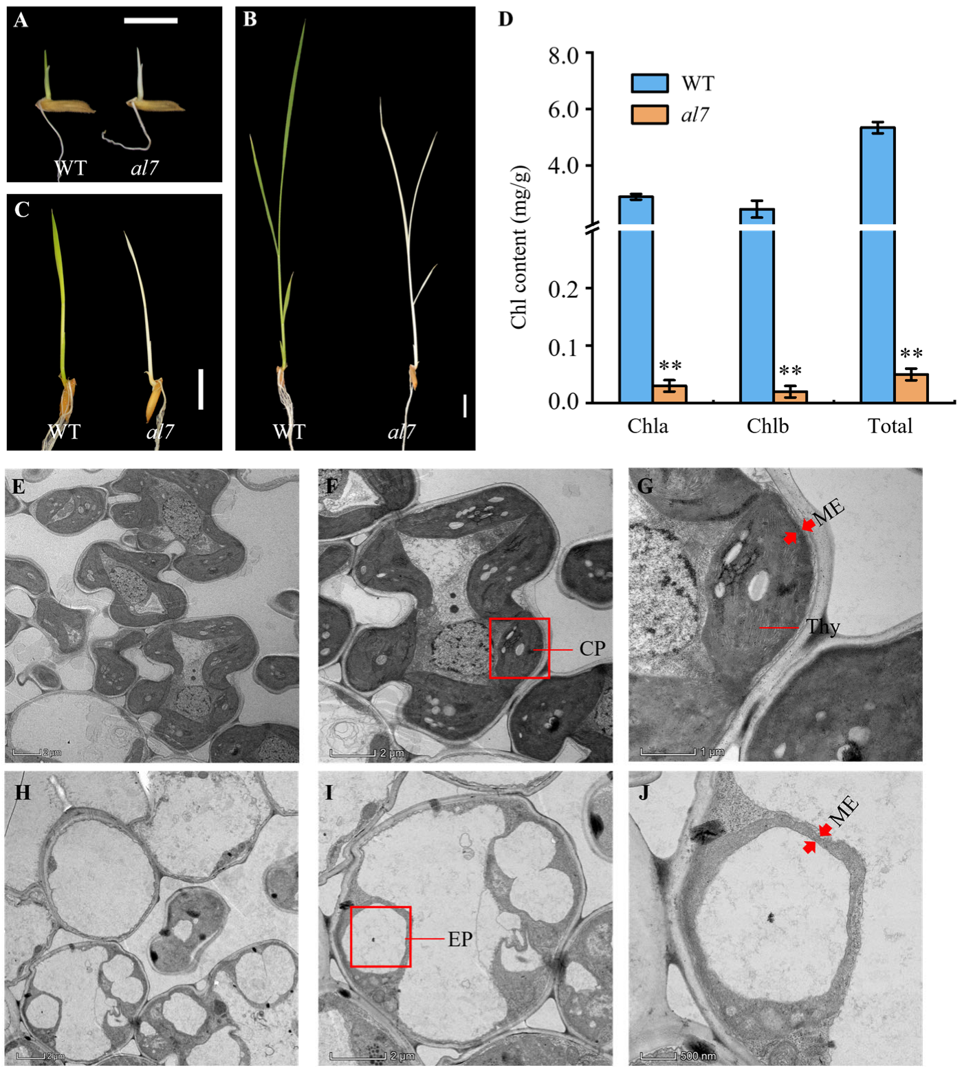 Plants 14 01634 g001