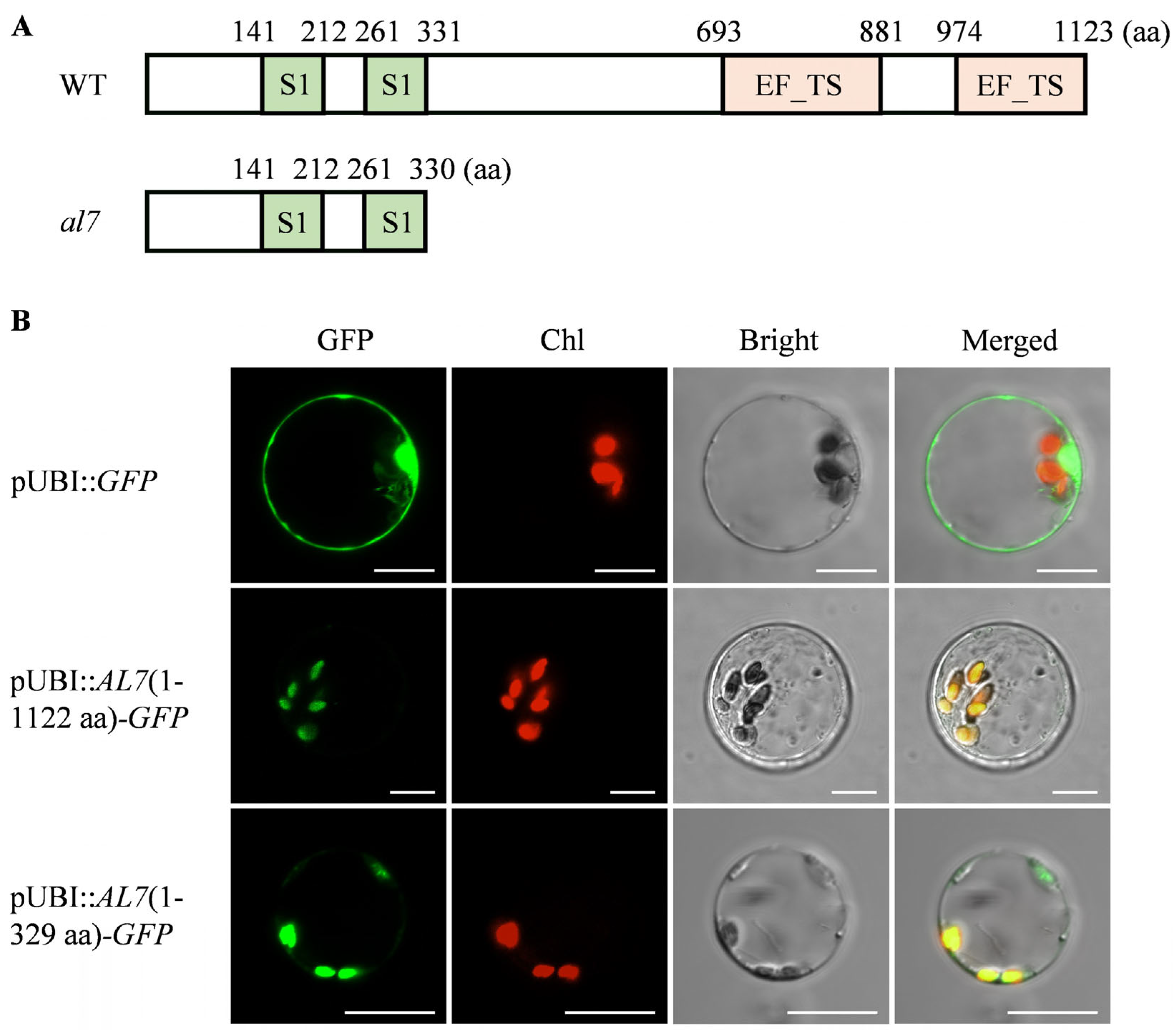 Plants 14 01634 g005
