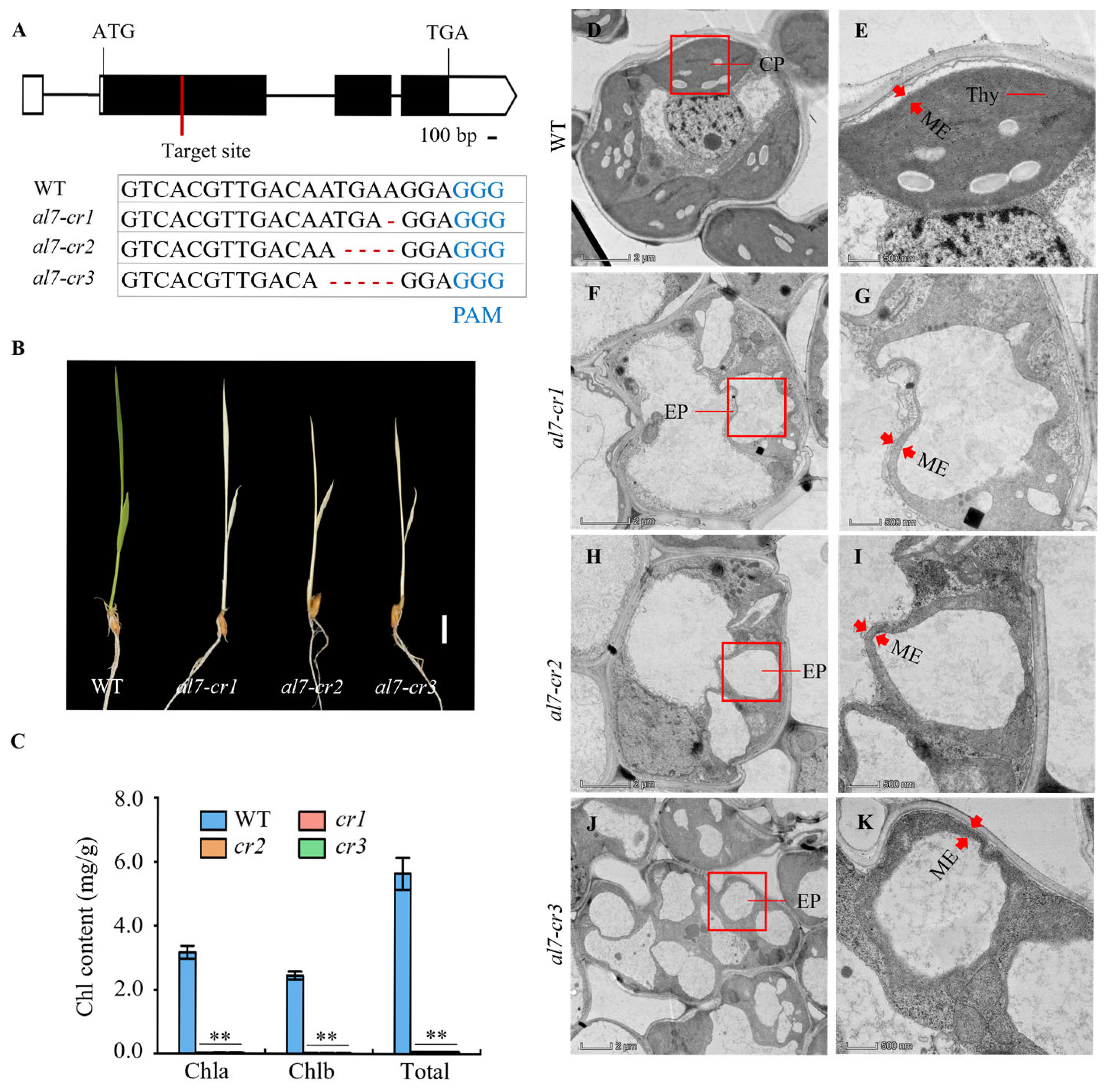 Plants 14 01634 g006
