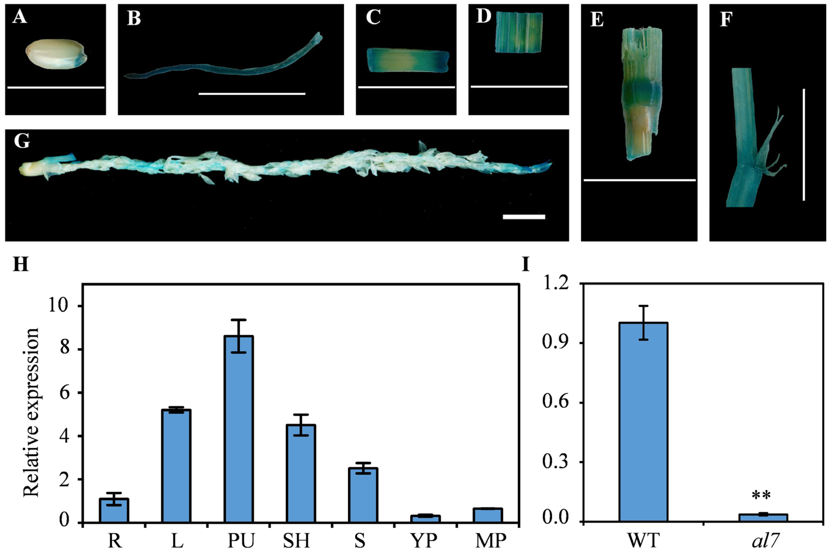 Plants 14 01634 g007