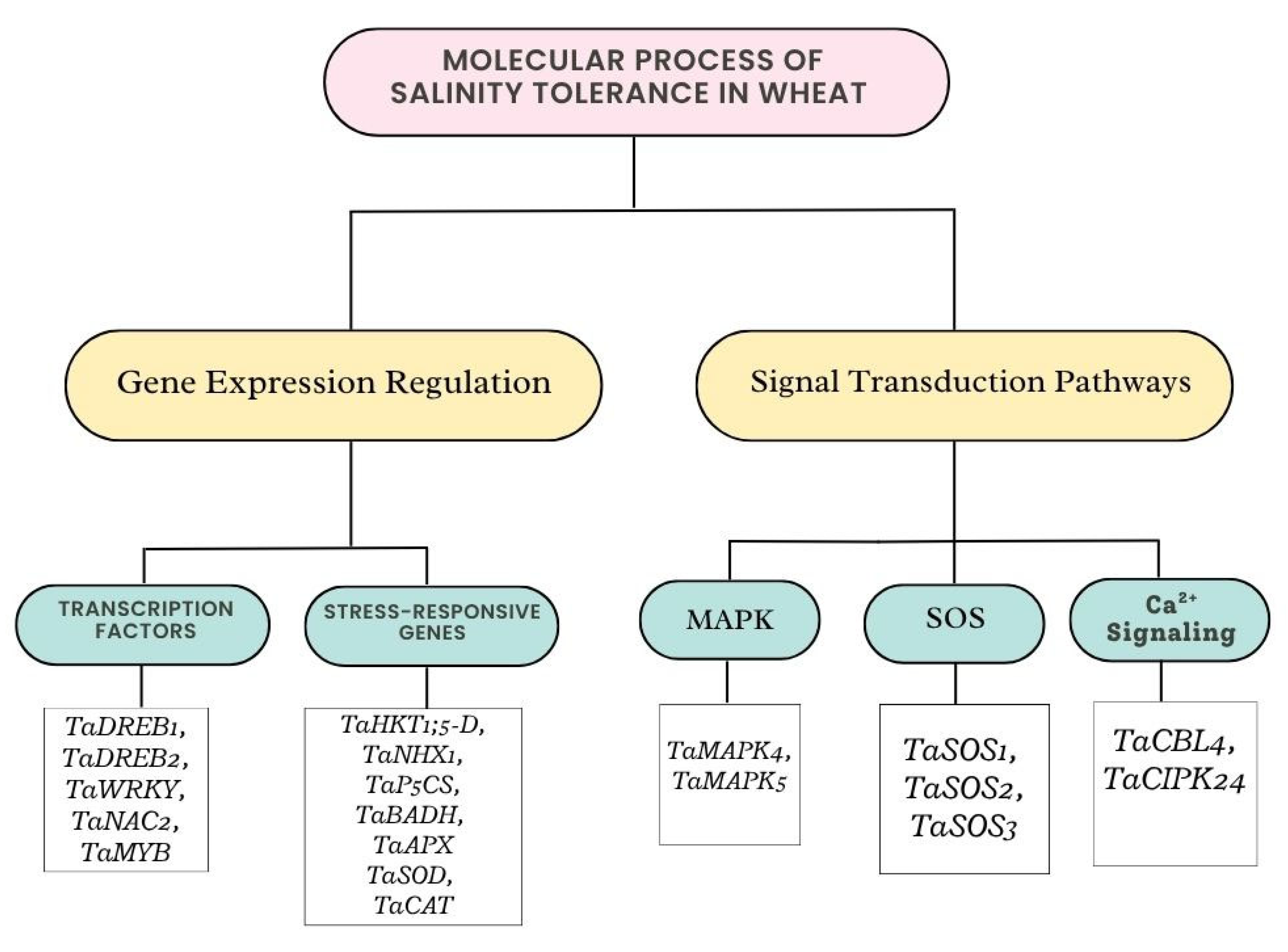 Plants 14 01641 g003