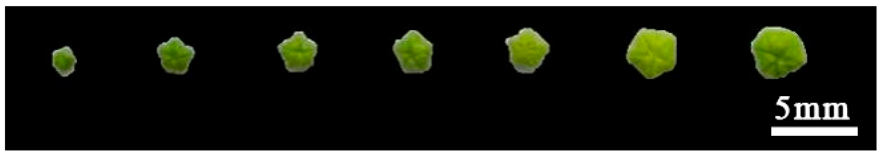 Plants 14 01643 g001