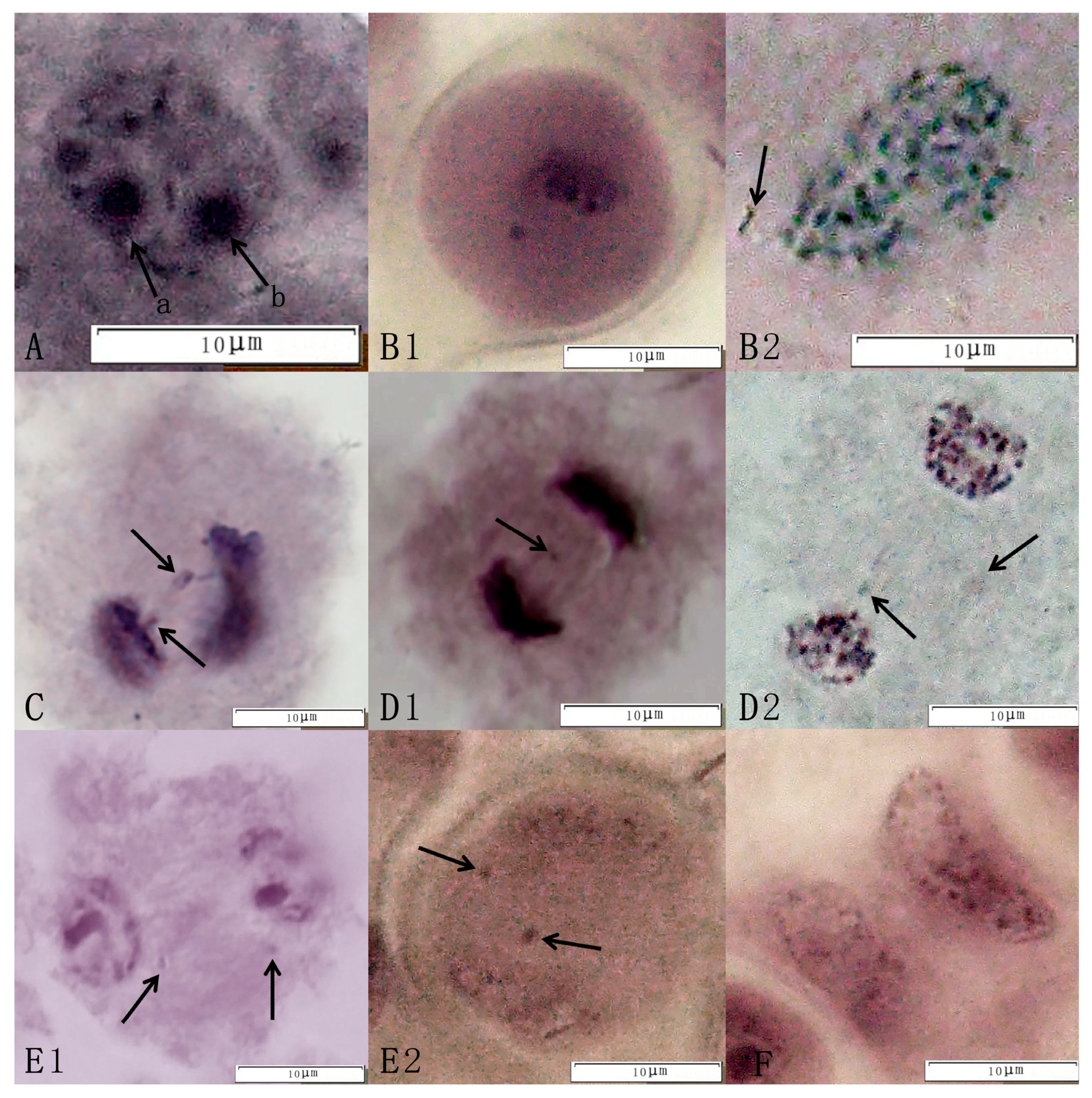 Plants 14 01643 g003