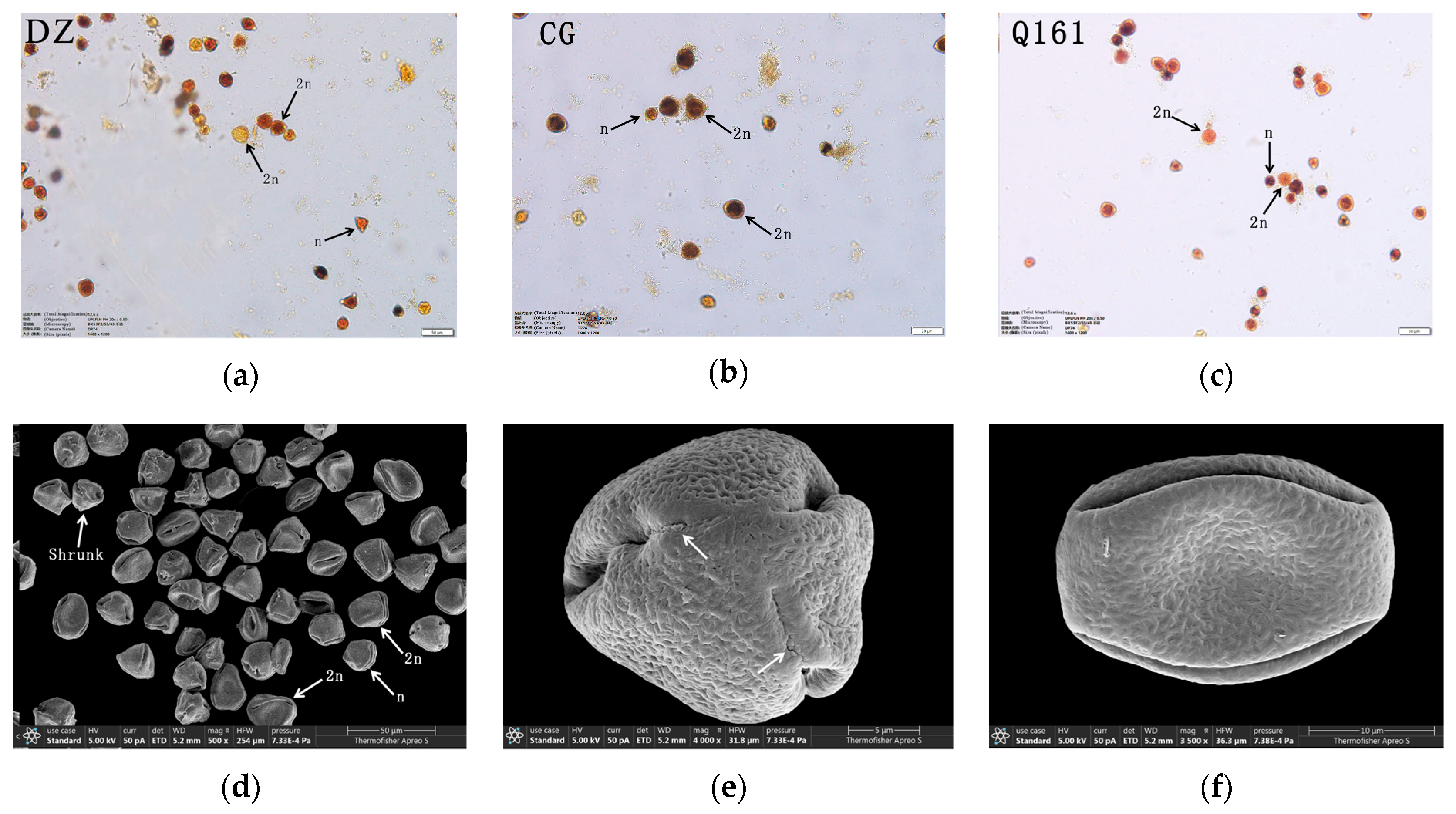 Plants 14 01643 g006