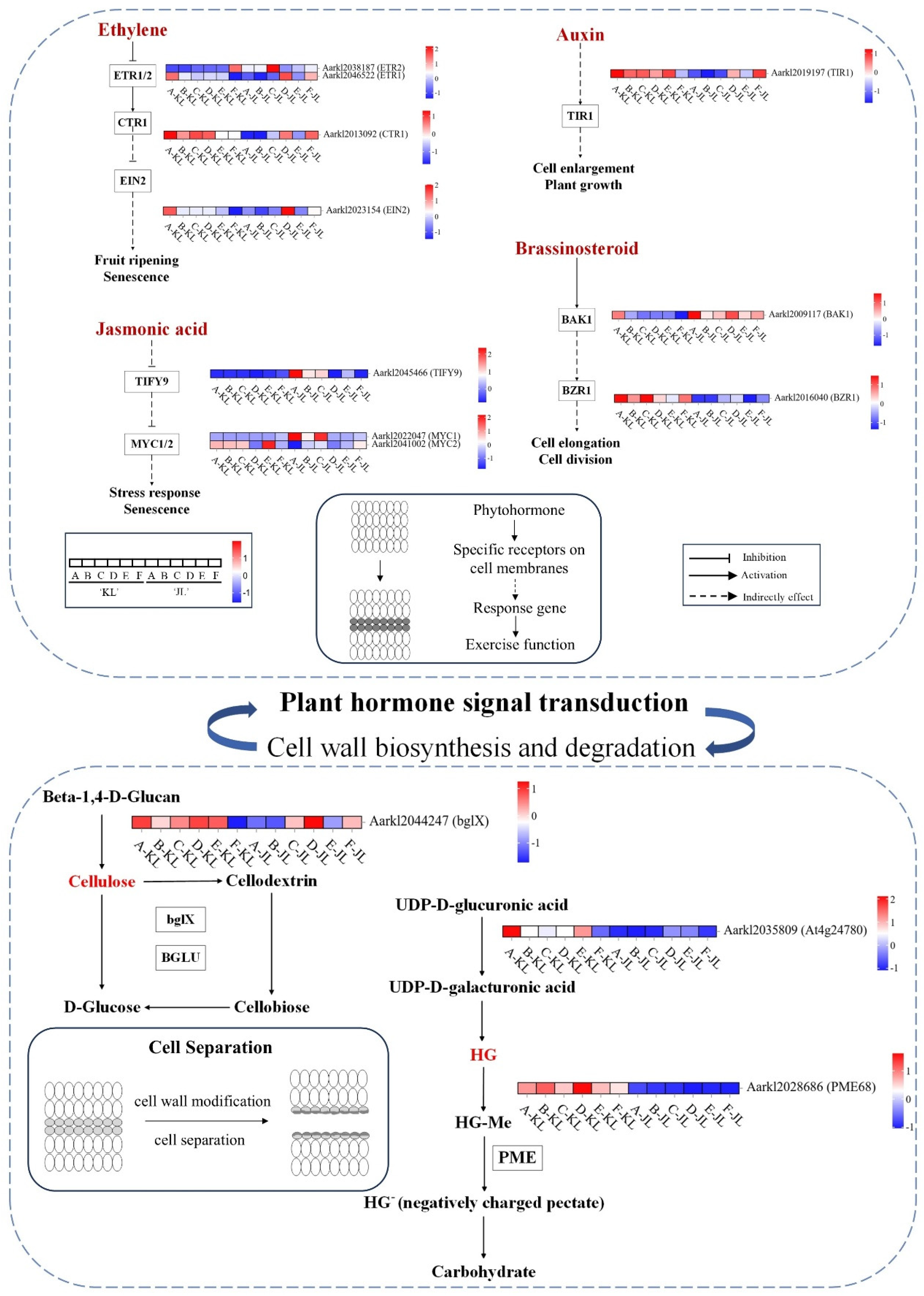 Plants 14 01645 g004
