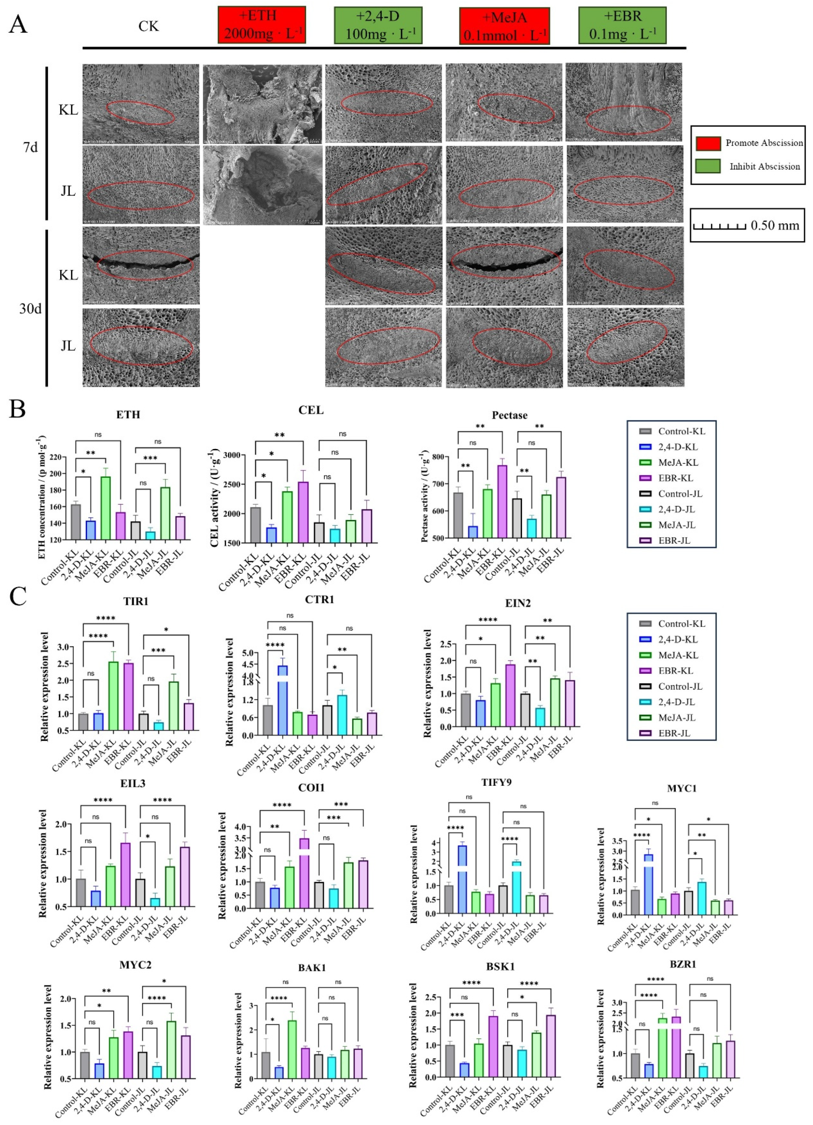 Plants 14 01645 g007
