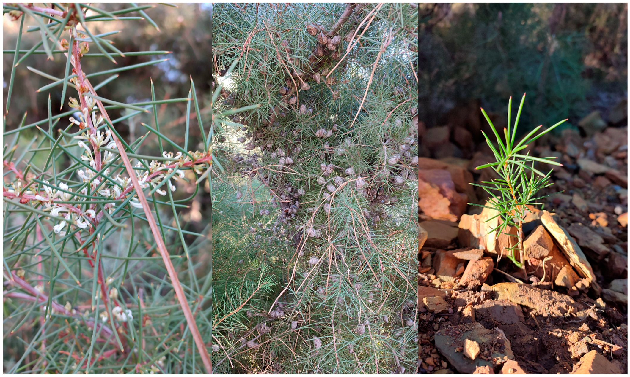 Plants 14 01646 g001