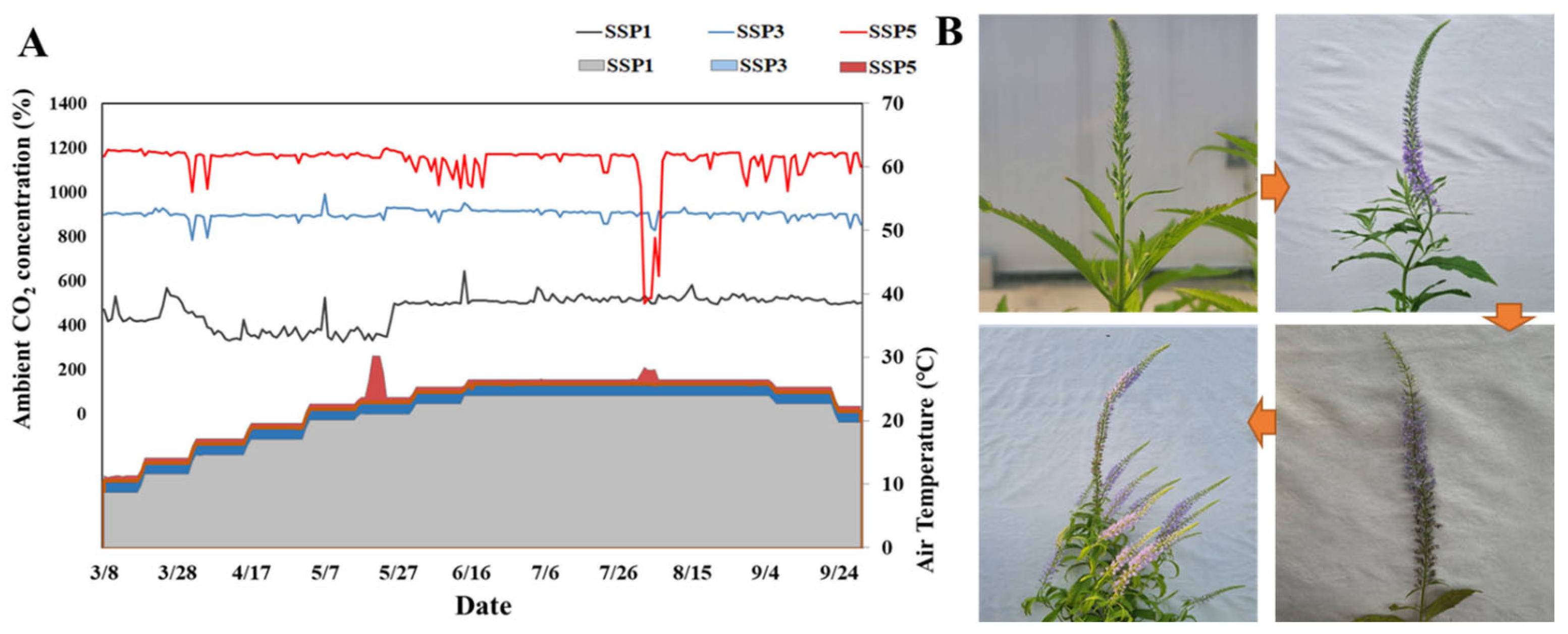 Plants 14 01647 g006