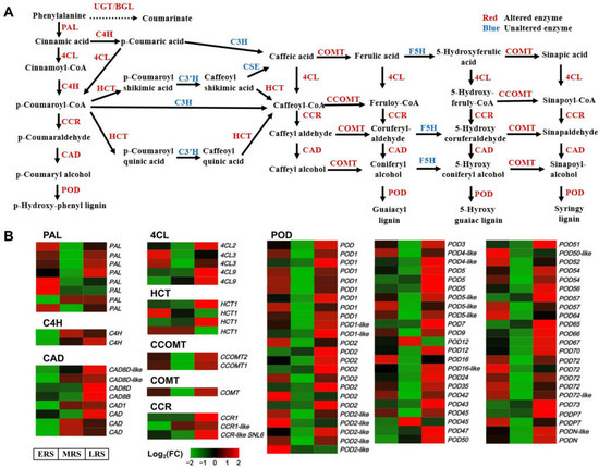  Transcriptomic Profiling Reveals the Involvement of the