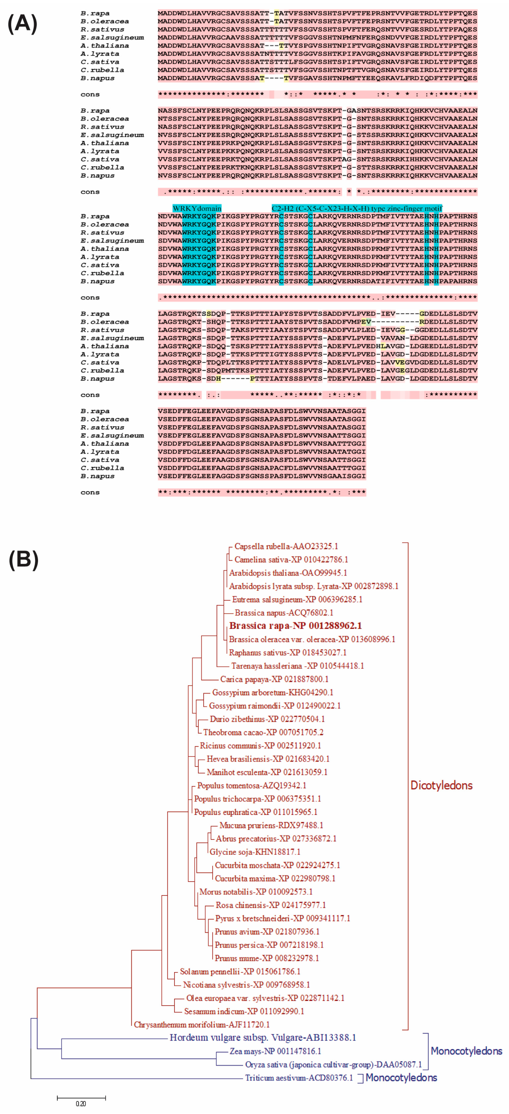 Plants 14 01658 g001