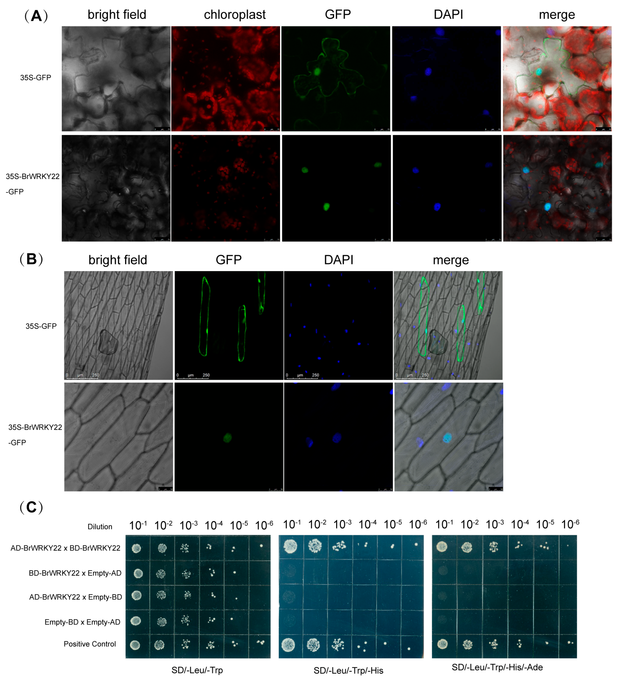 Plants 14 01658 g002