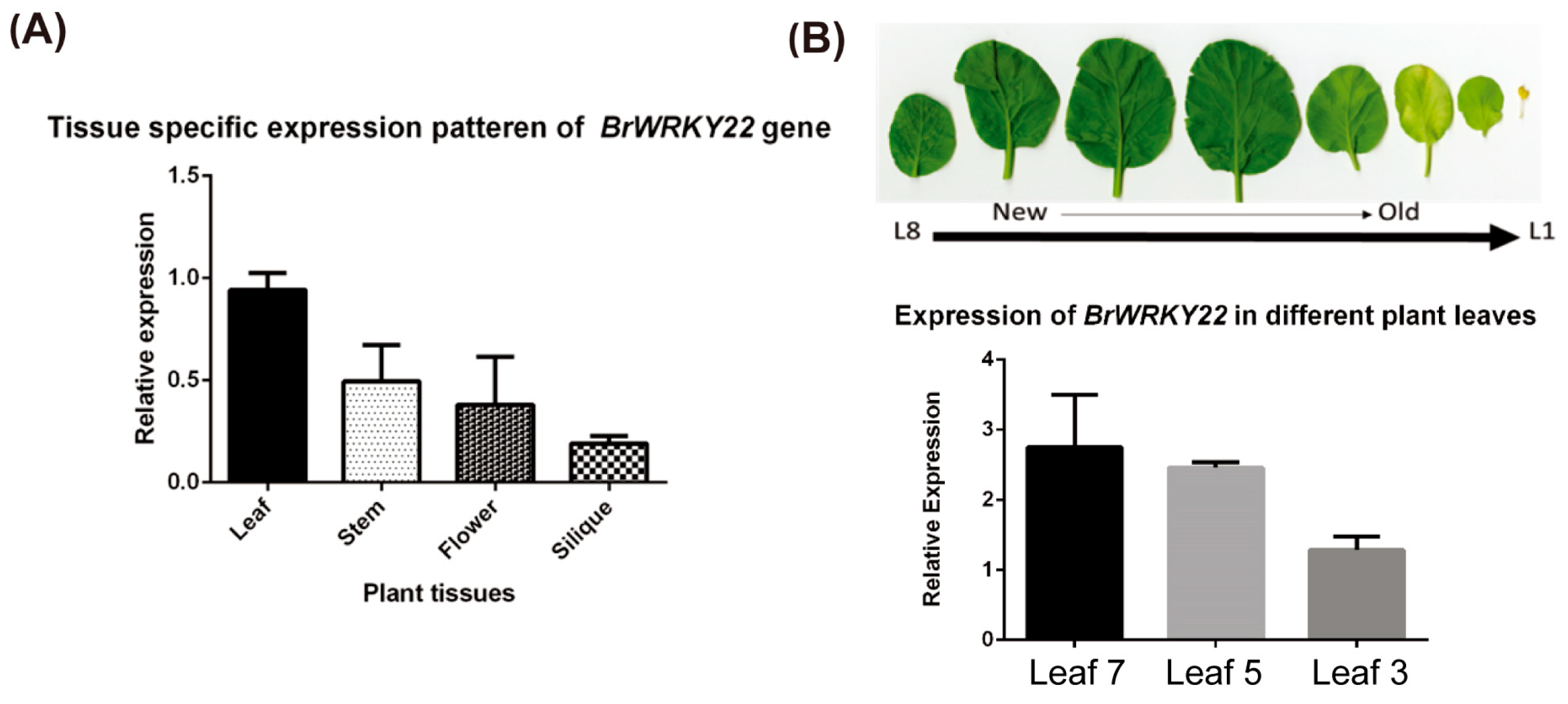 Plants 14 01658 g003