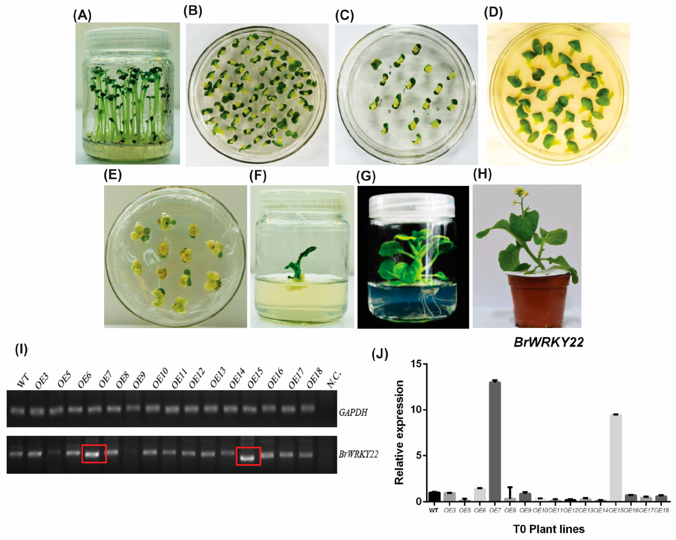 Plants 14 01658 g004