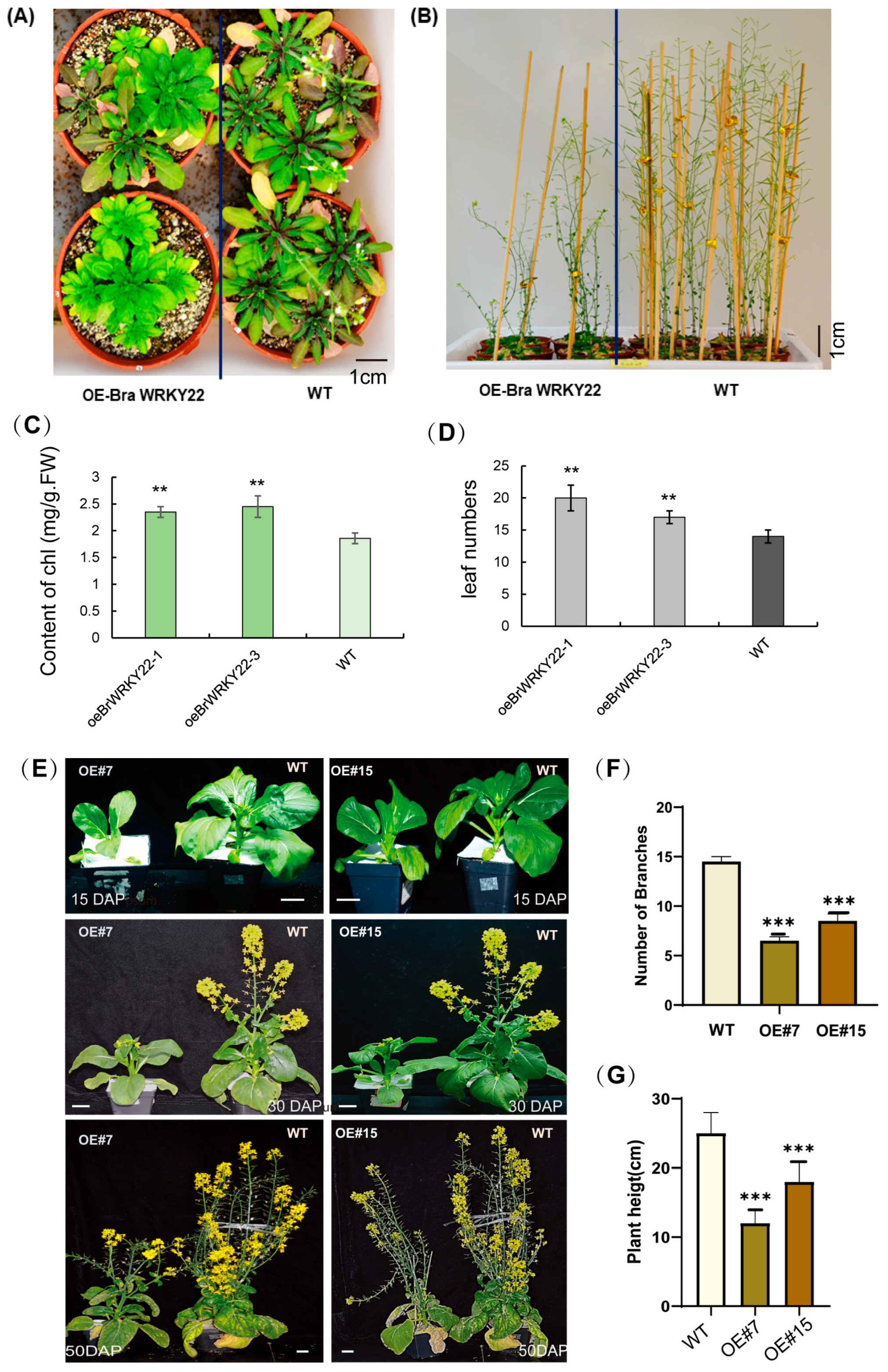 Plants 14 01658 g005