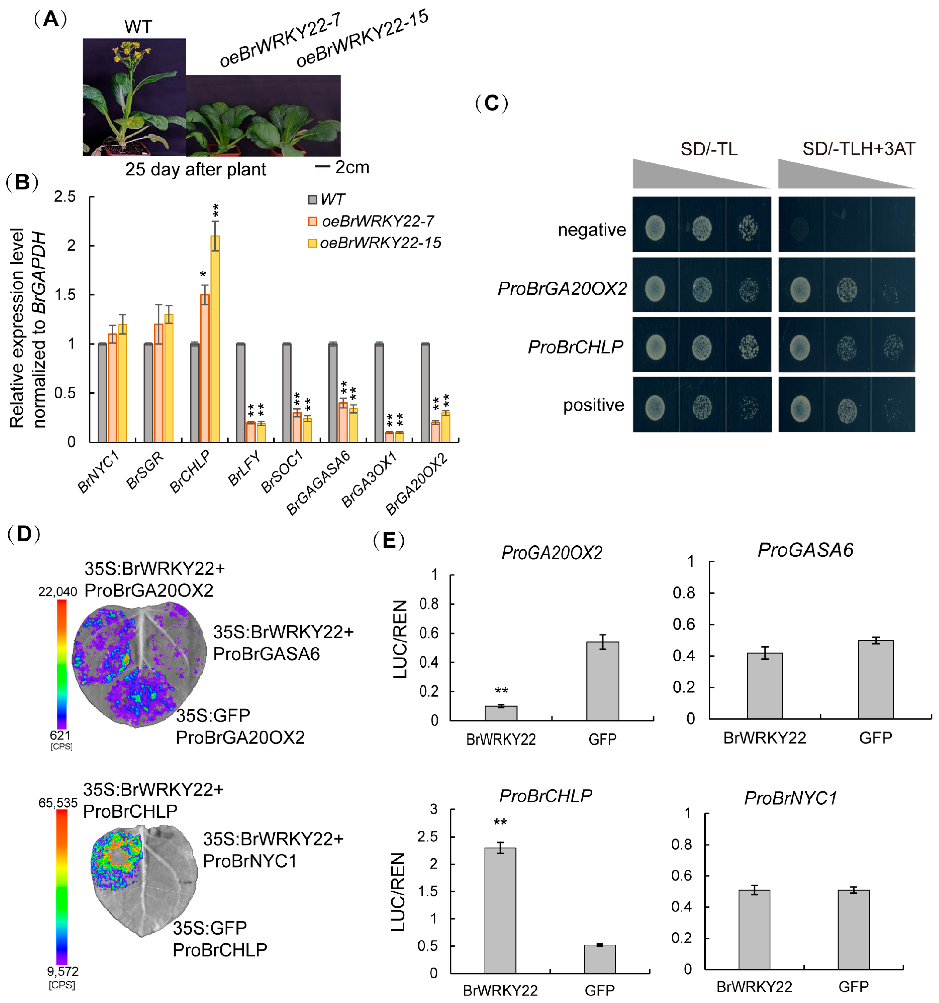 Plants 14 01658 g006
