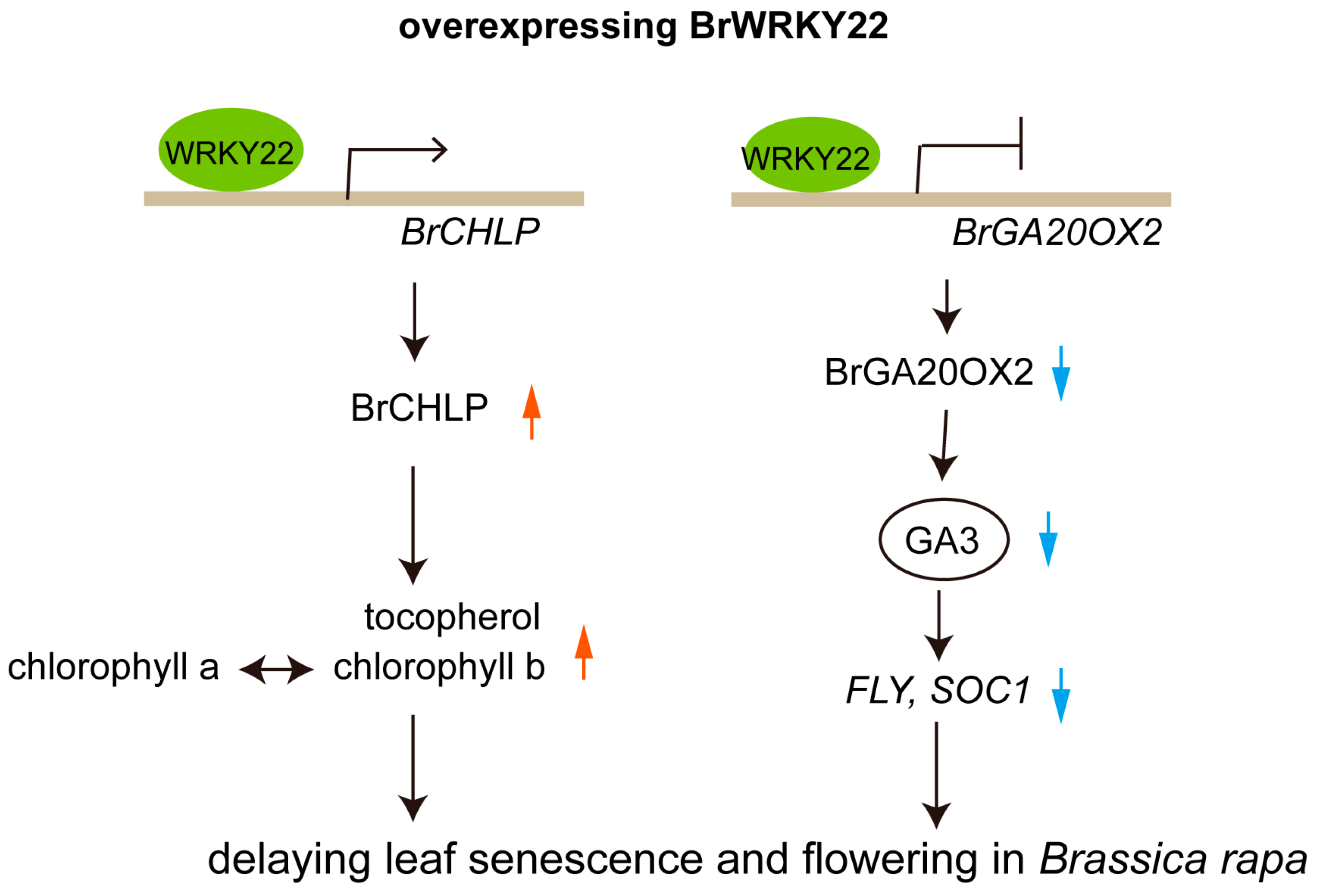 Plants 14 01658 g008