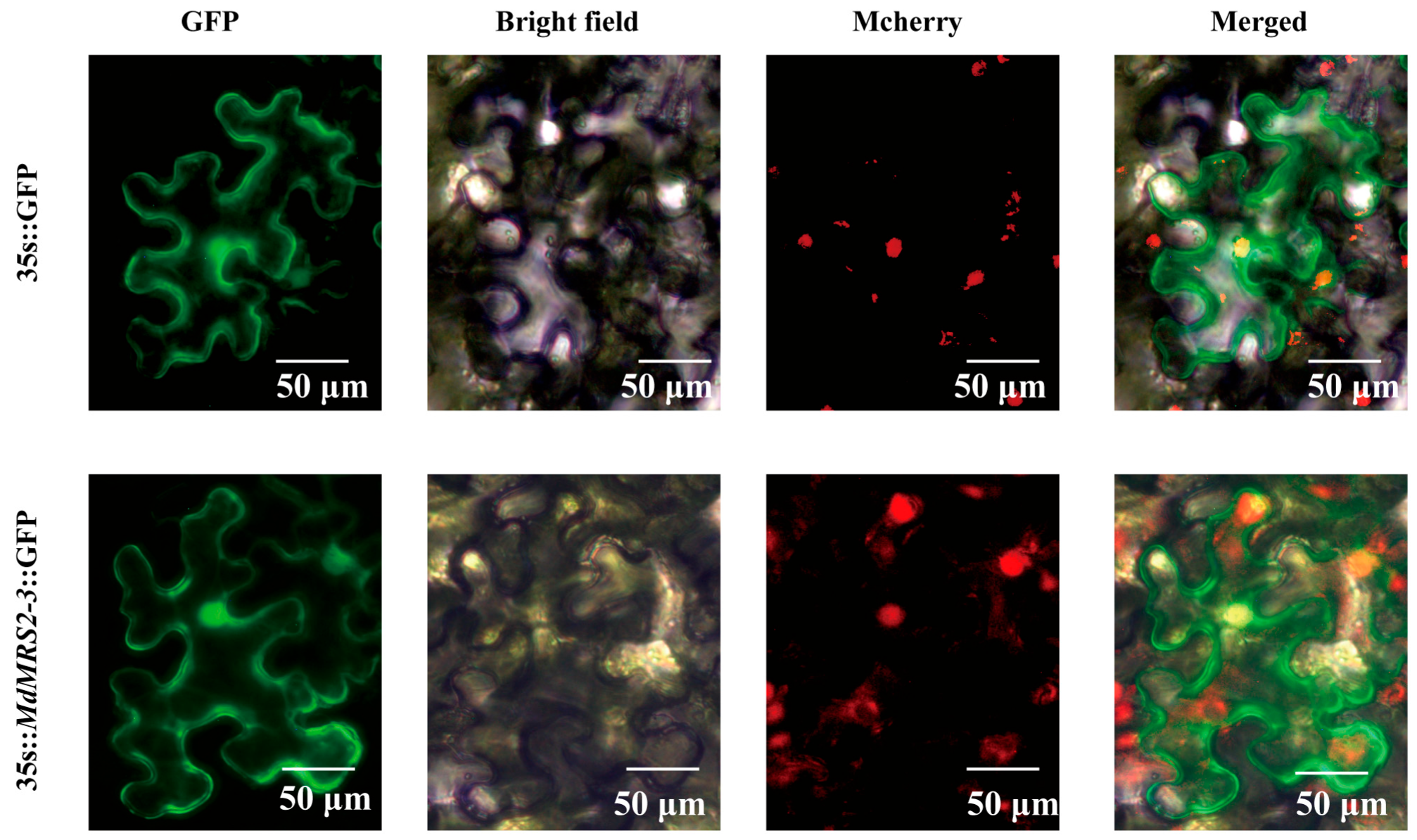 Plants 14 01672 g008