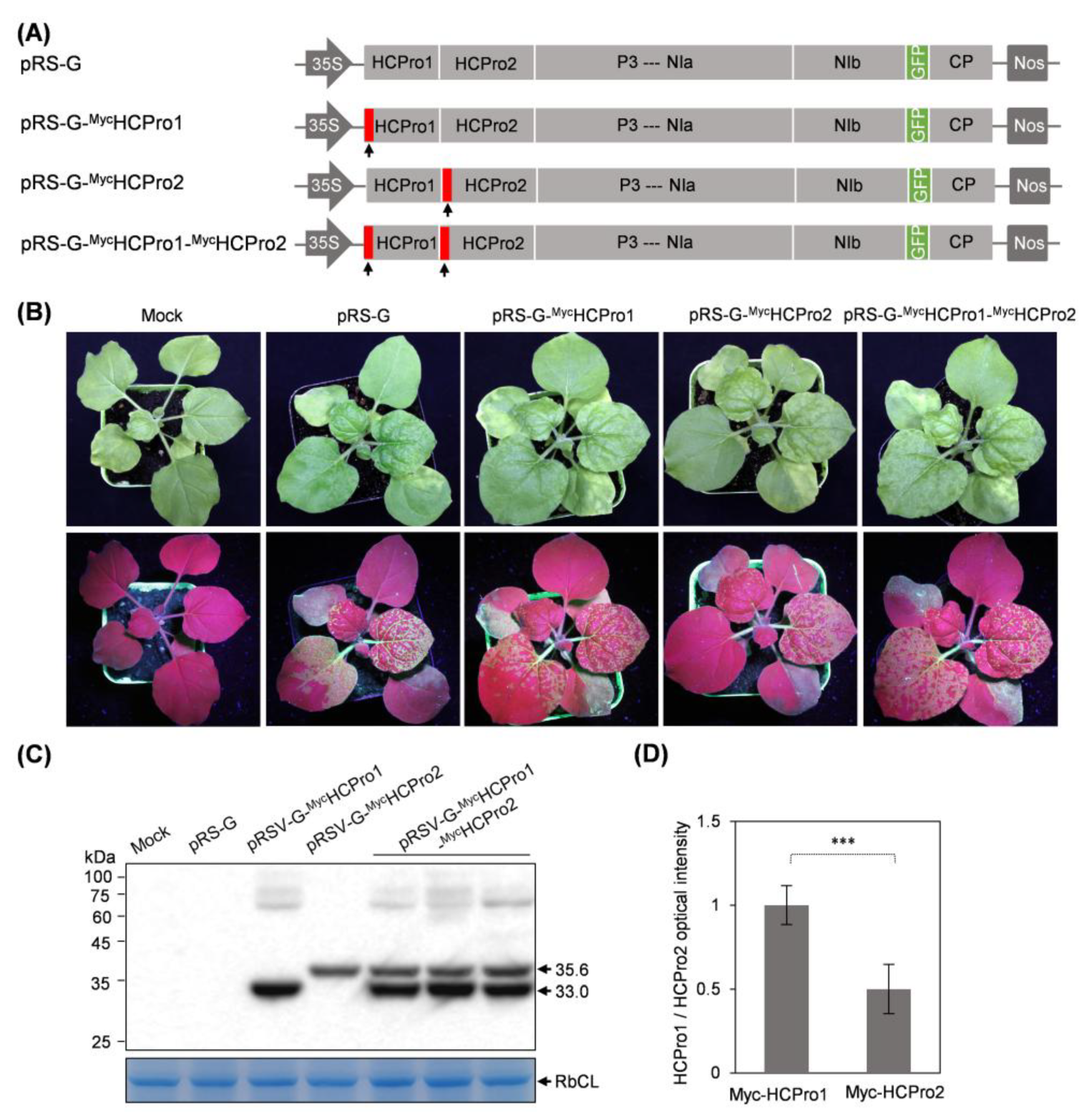 Plants 14 01673 g001 Plants 14 01673 g001