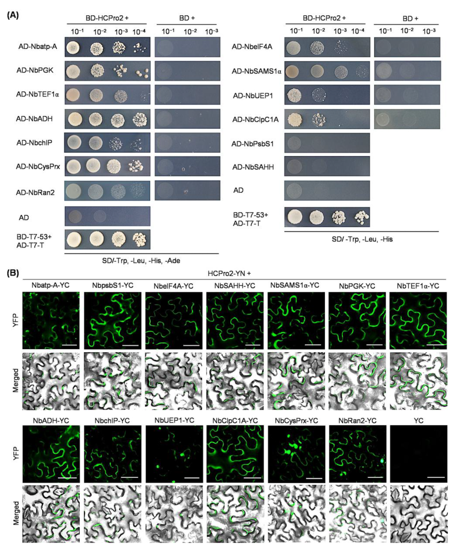 Plants 14 01673 g002 Plants 14 01673 g002