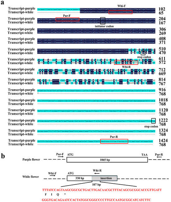 A Fragment Insertion of AgDFR Results in a White Flower Phenotype