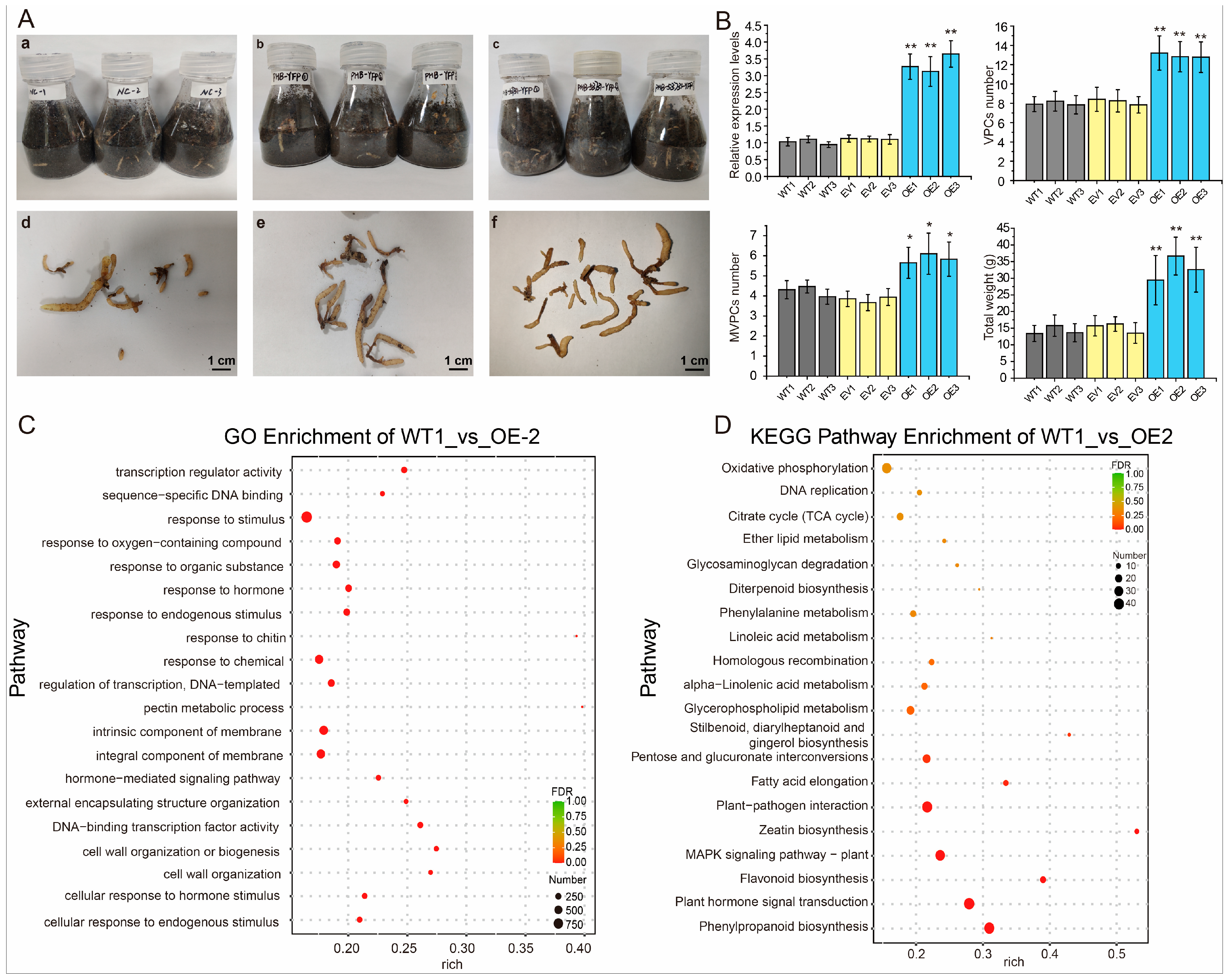 Plants 14 01684 g005