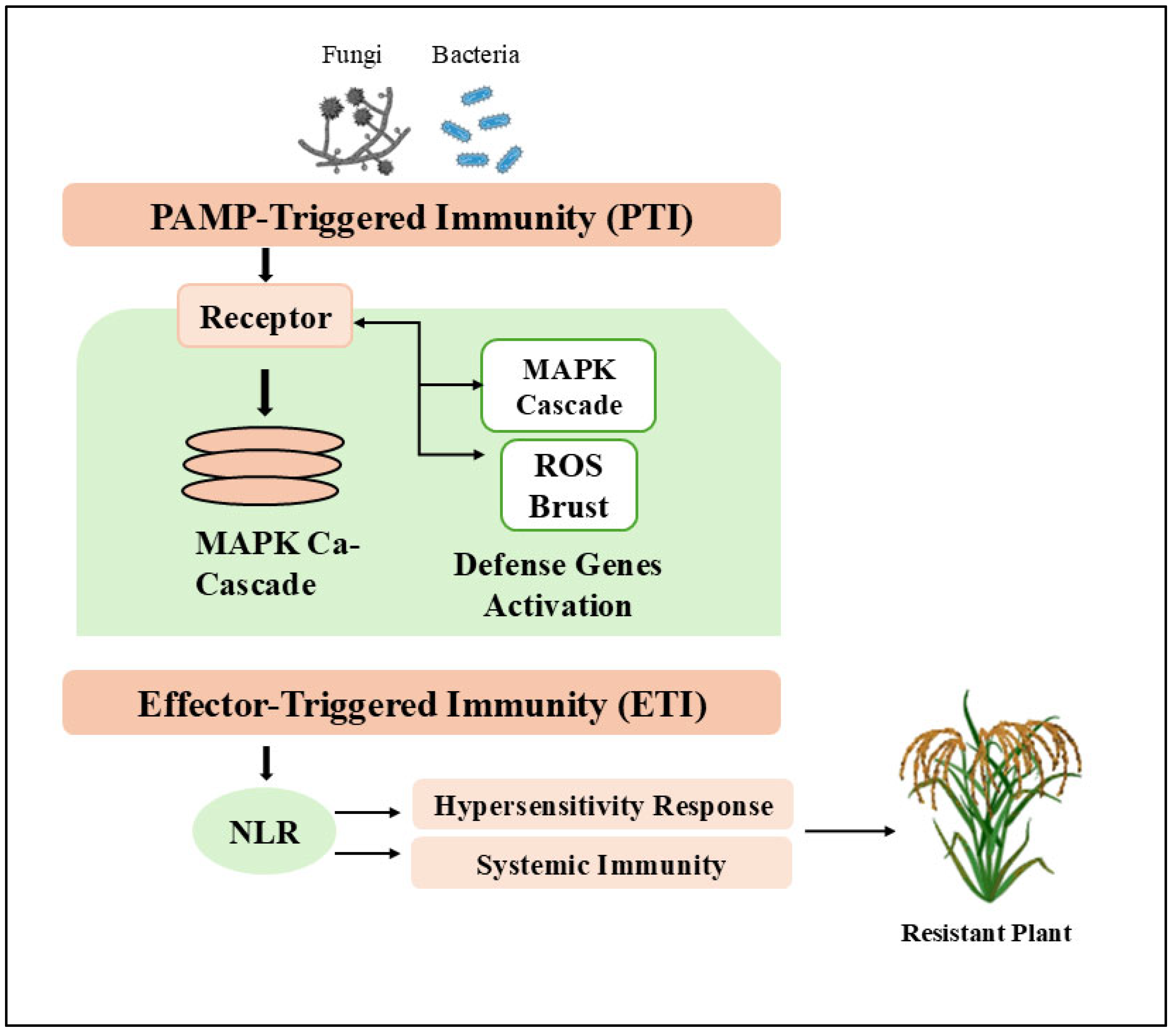 Plants 14 01694 g001