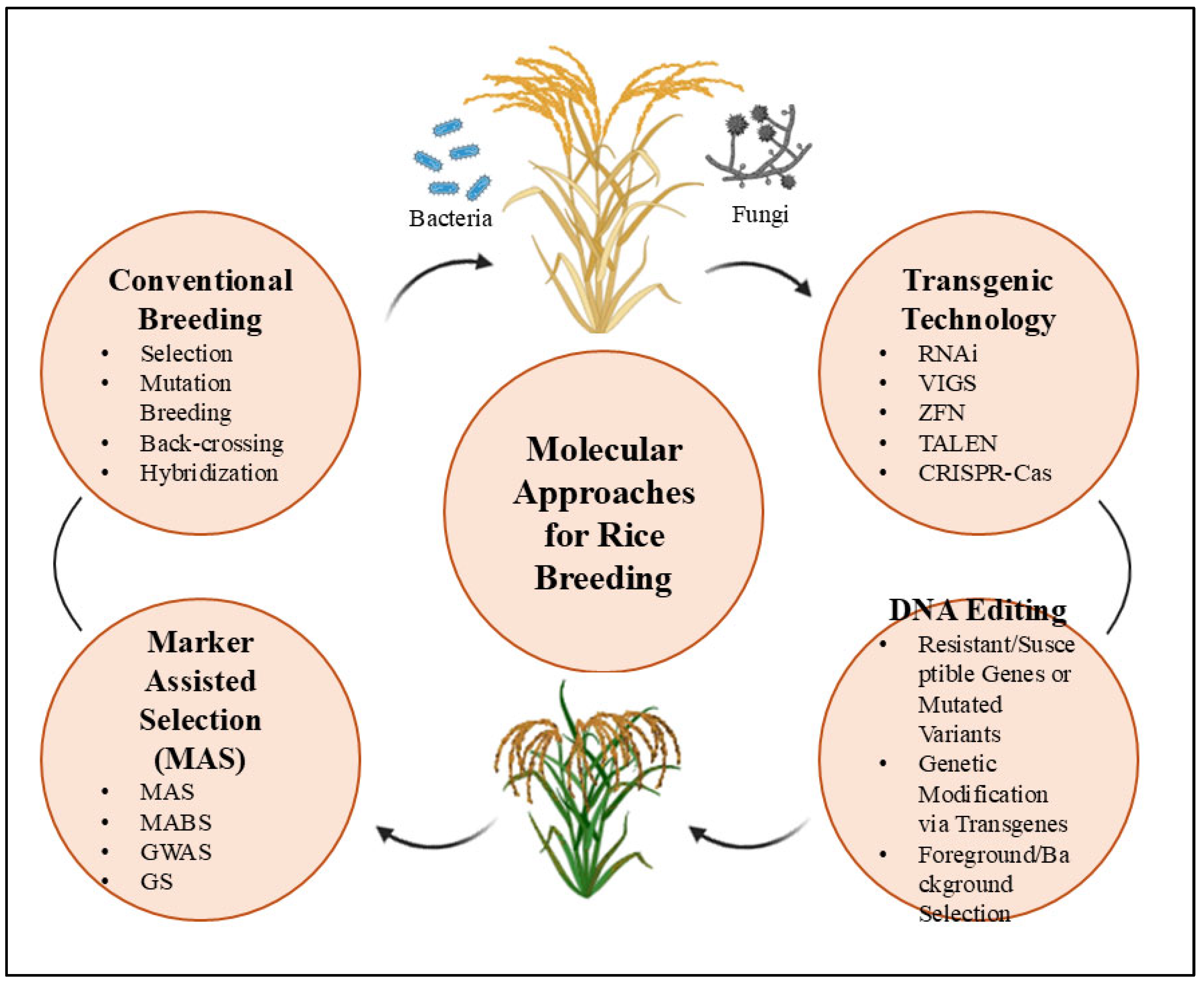 Plants 14 01694 g002